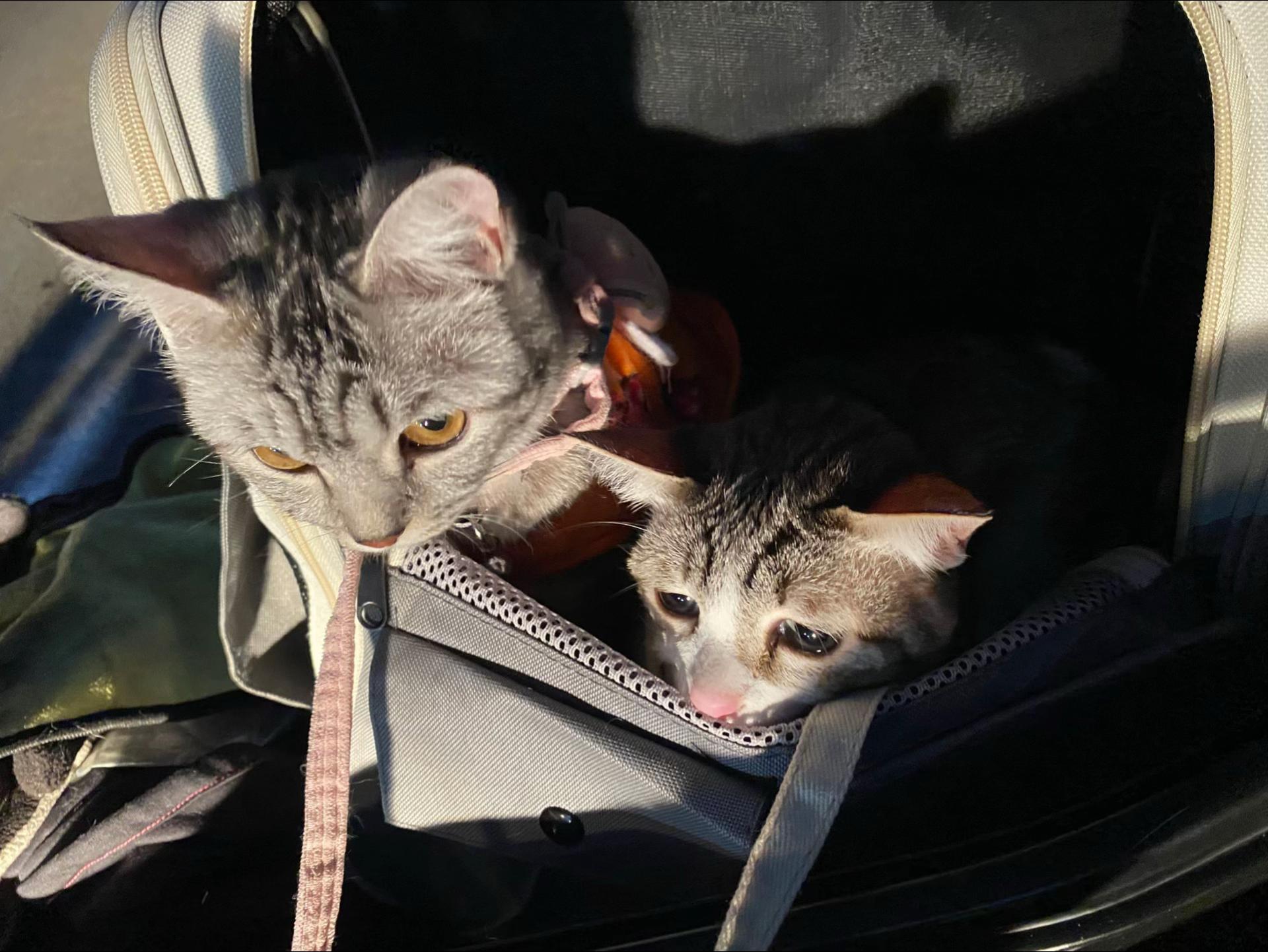 @🧧เปาเฮง🧧รีวิวแมว🐱
