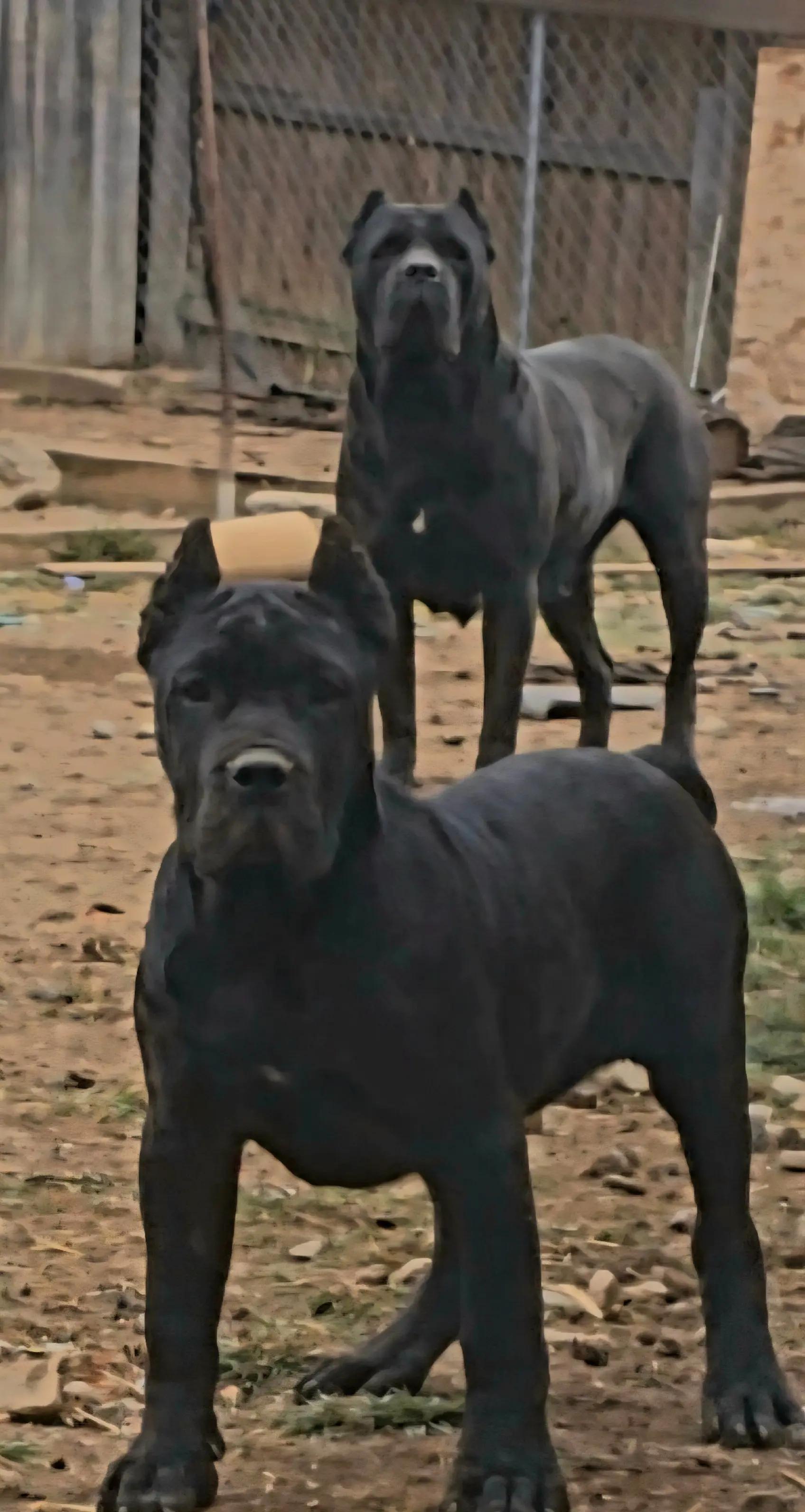 @MileHigh_Cane_Corso