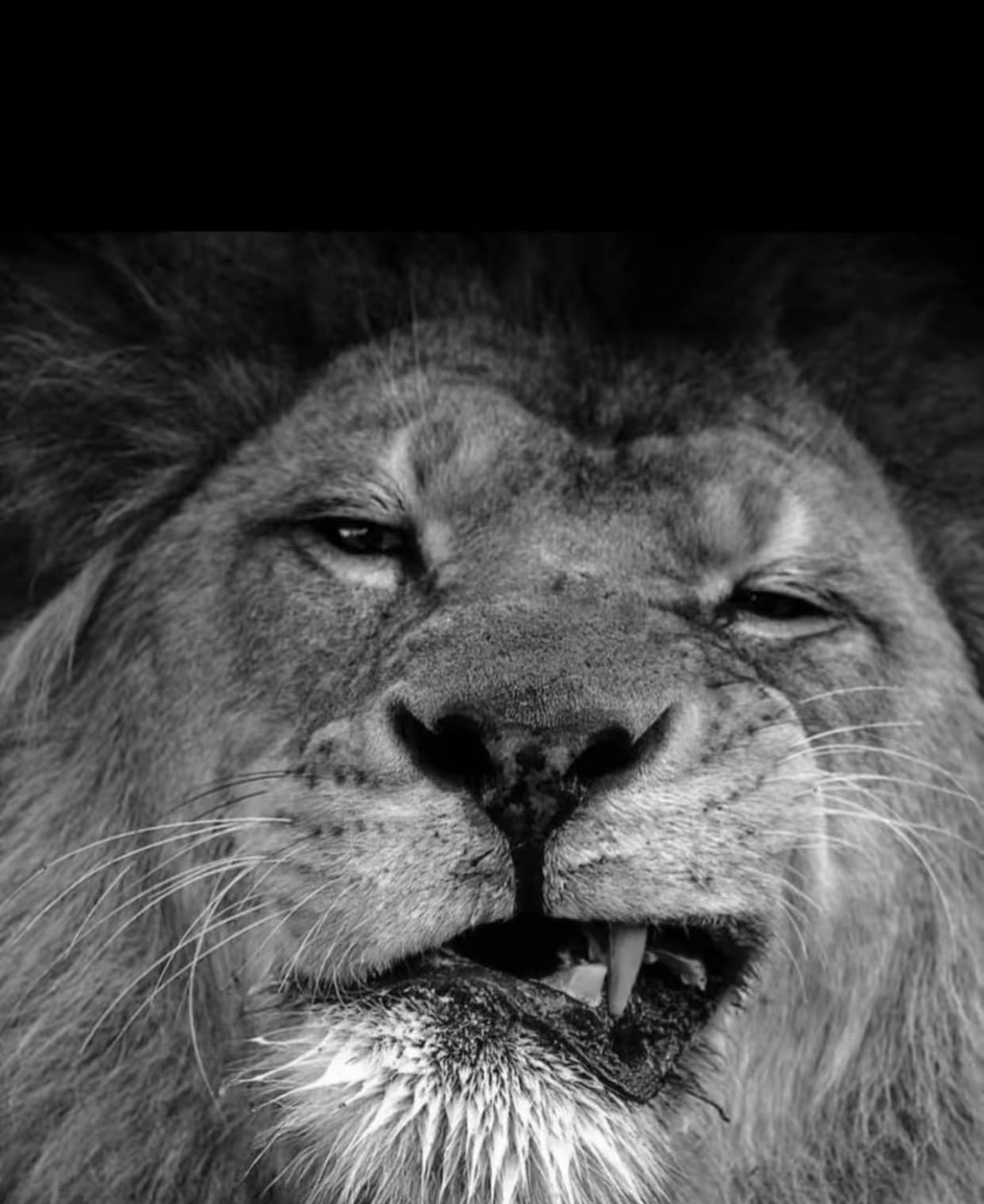 @🦁𝔹𝕆𝕆ℤ𝔸𝔸🥷🏻