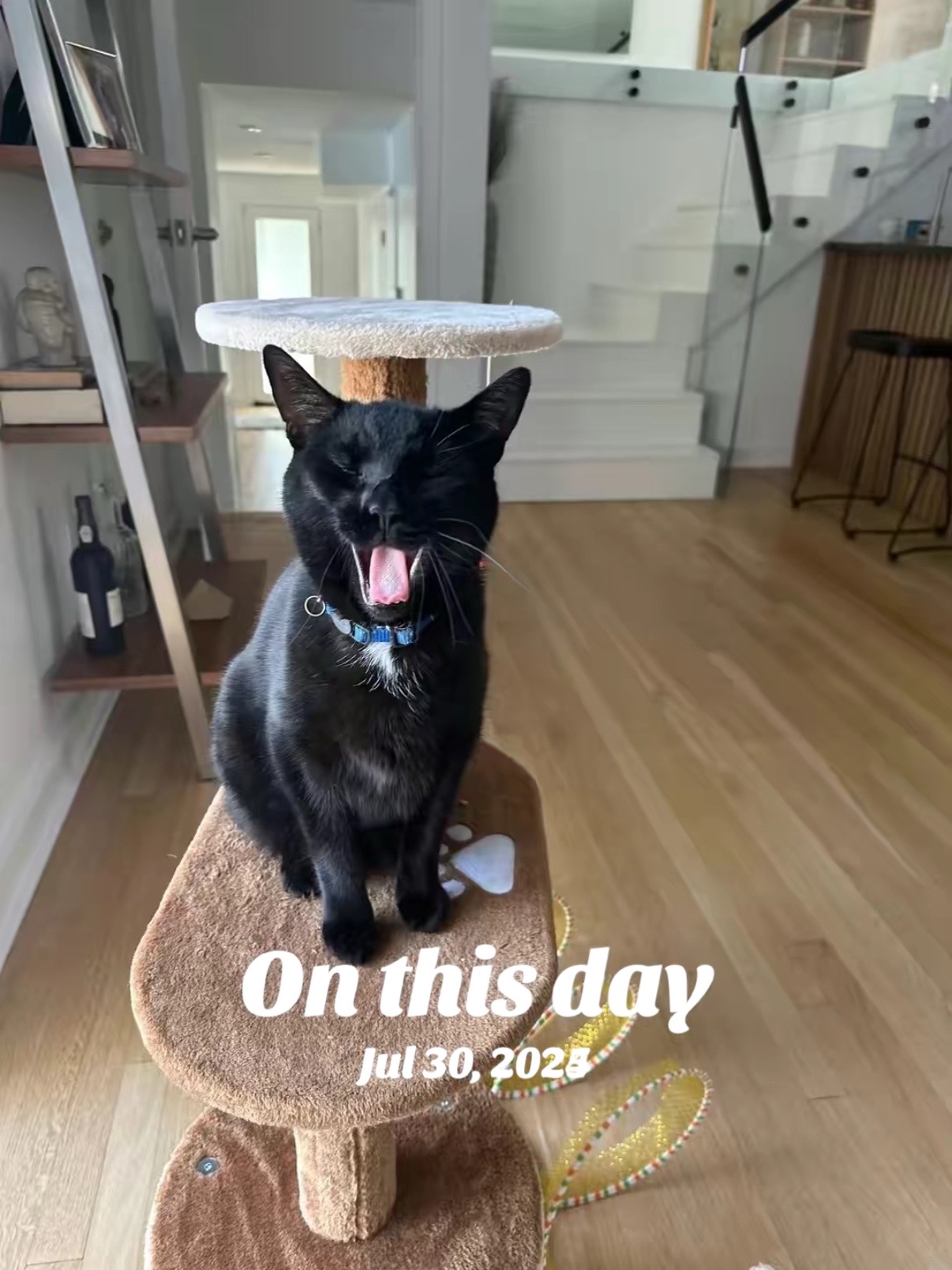 @Oscar Jeremy the cat!