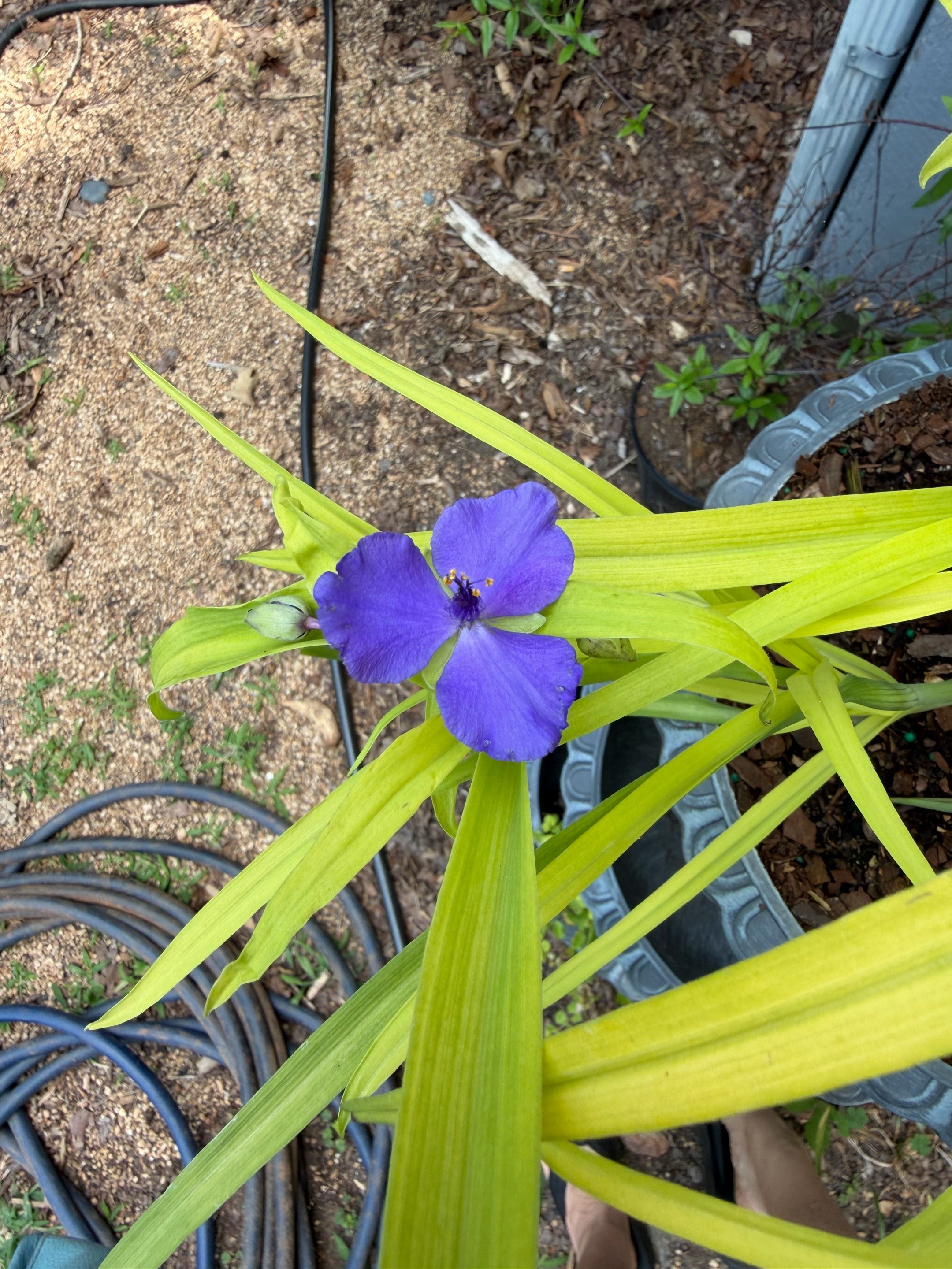 @Curious Garden Creations