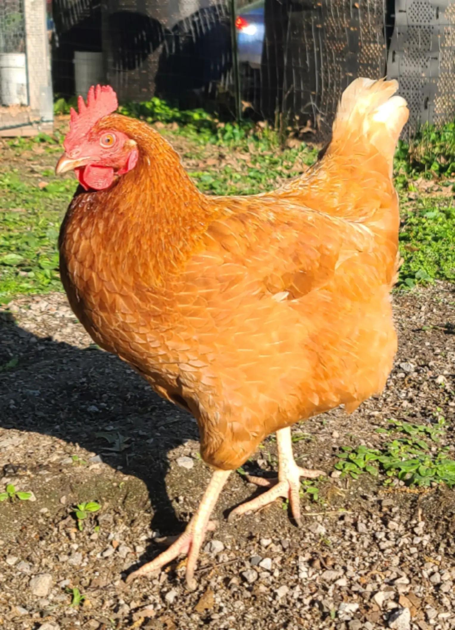 @CityChickenFarm