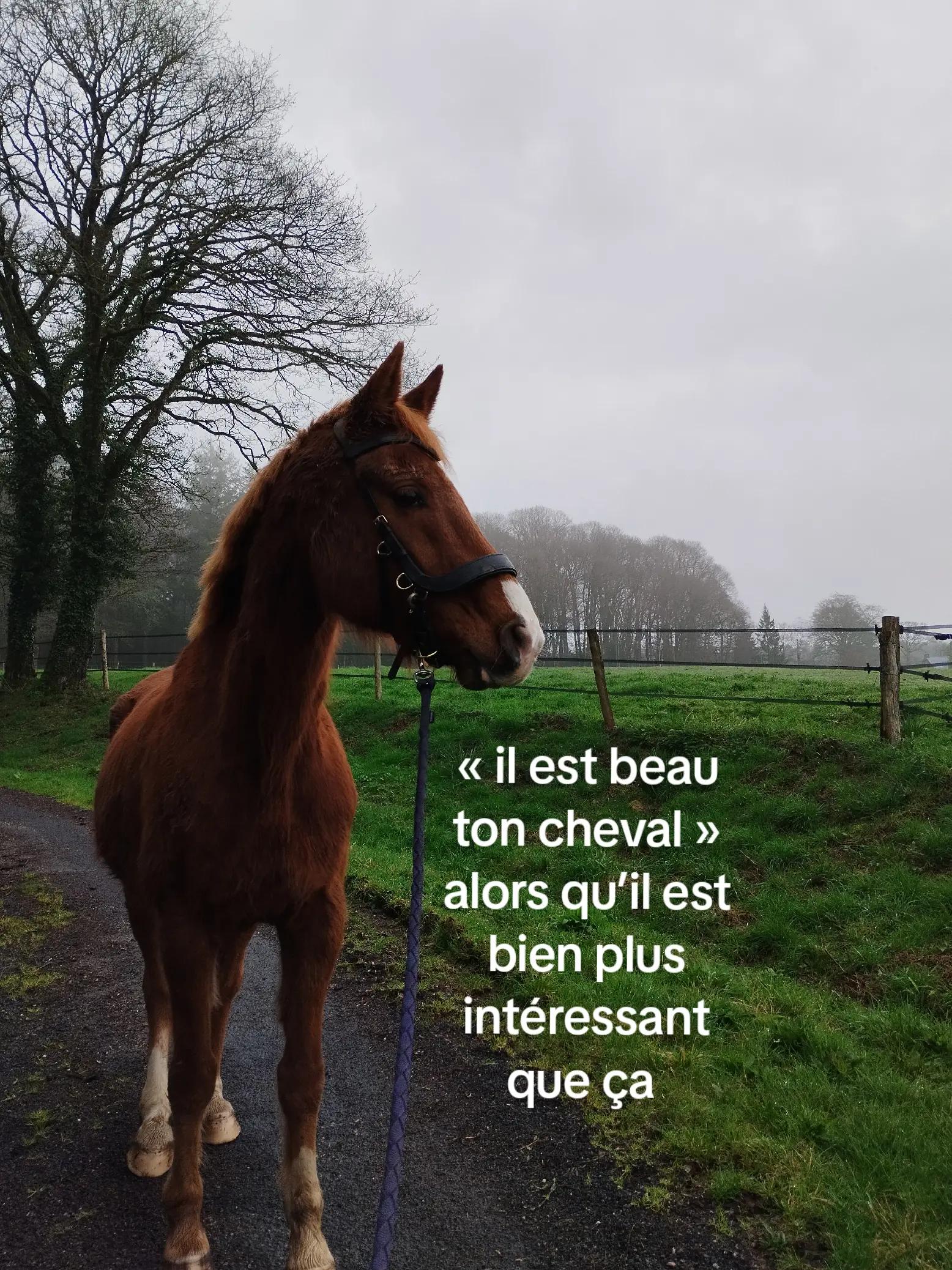 @un_coeur_alezan