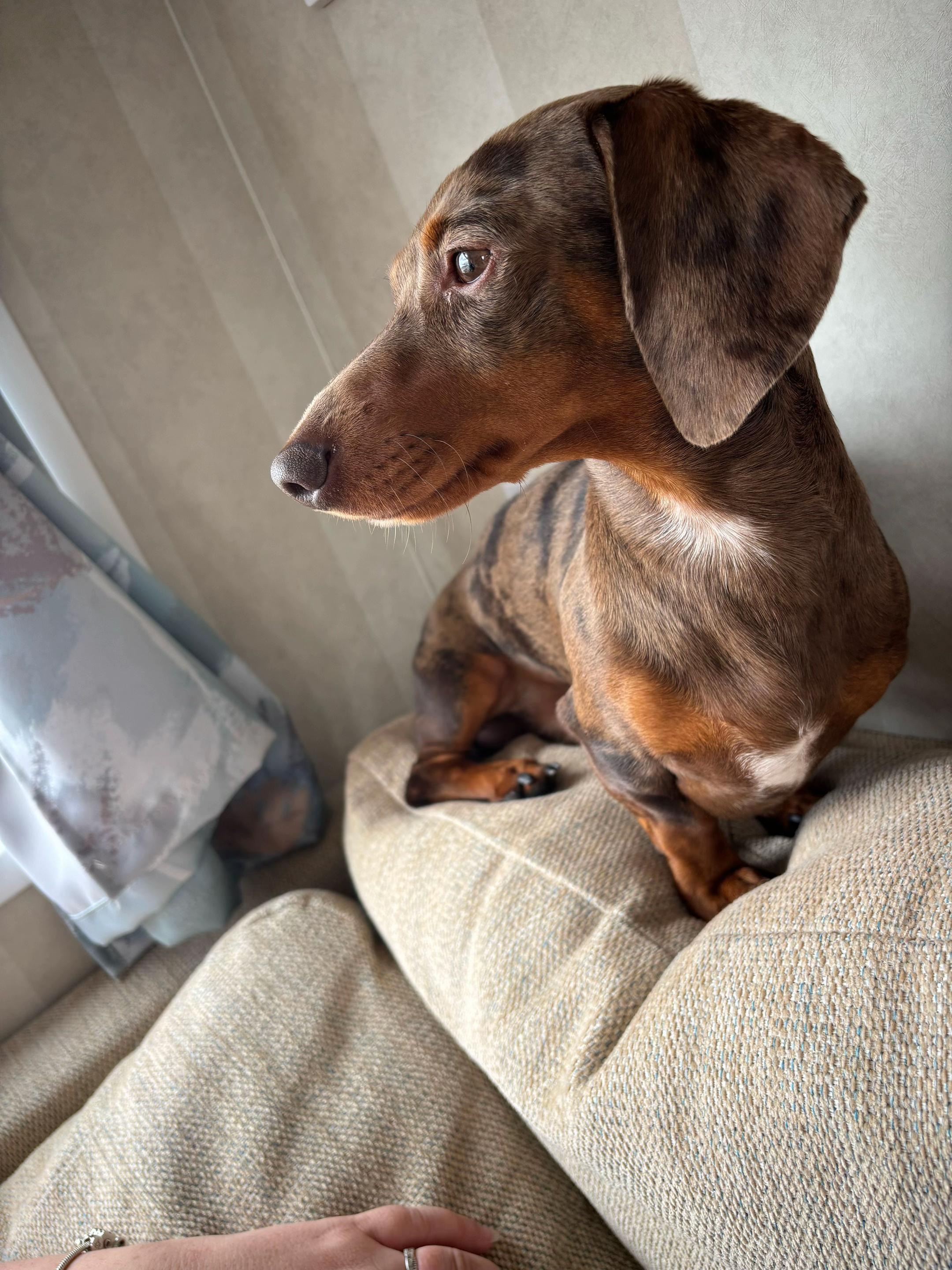 @marleythesausagedog