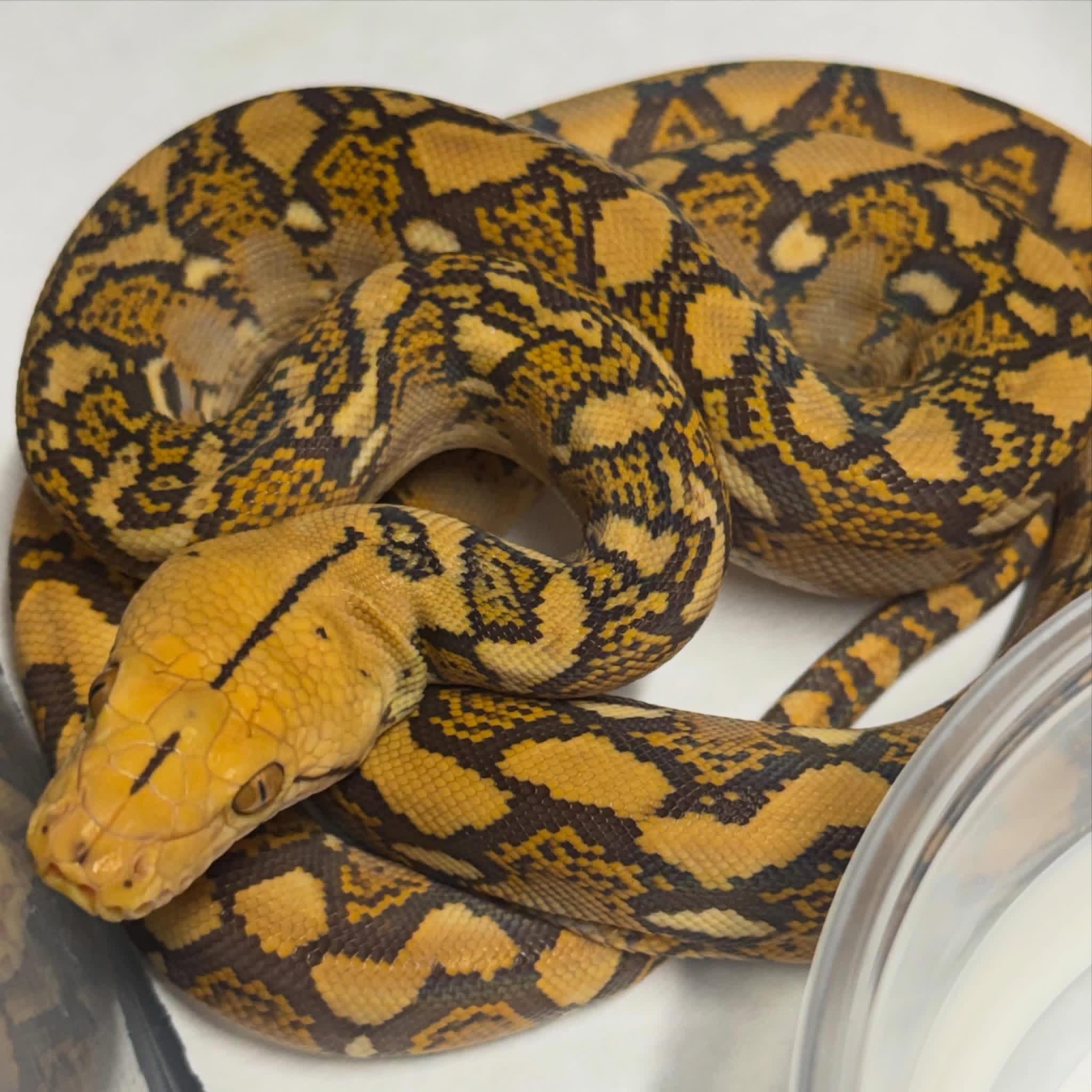 @Phylogeny Reptilia