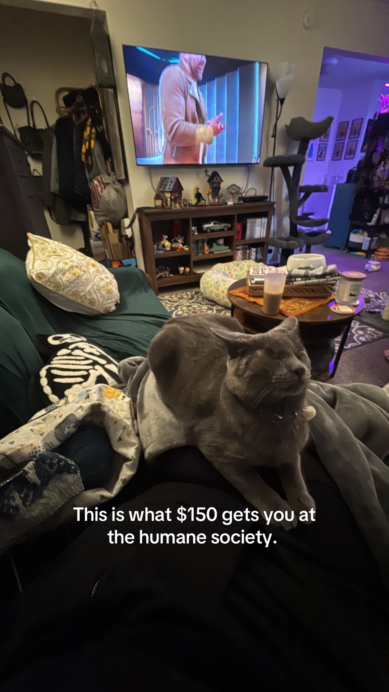 @my2blindcats