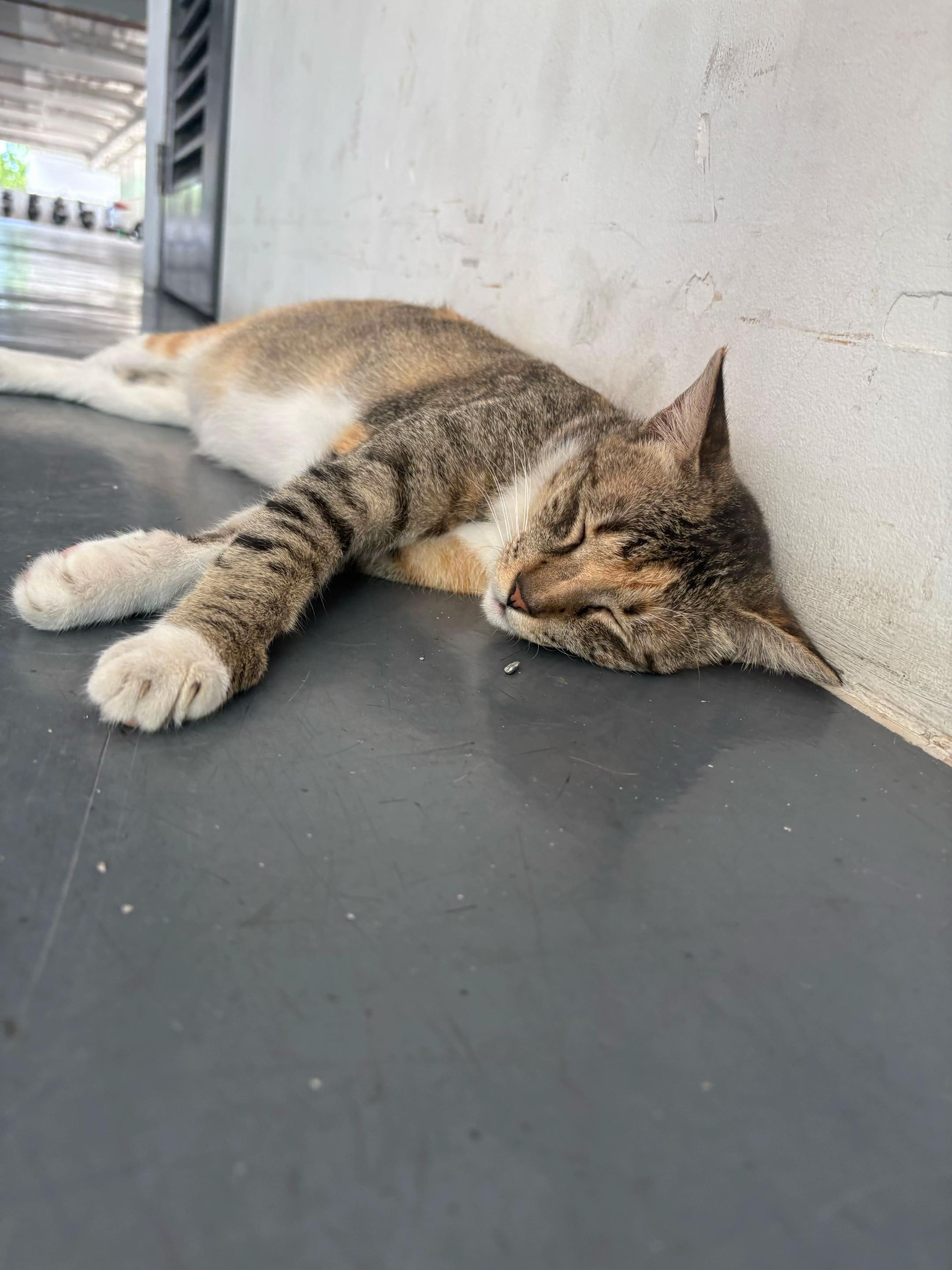 @TheCatFather
