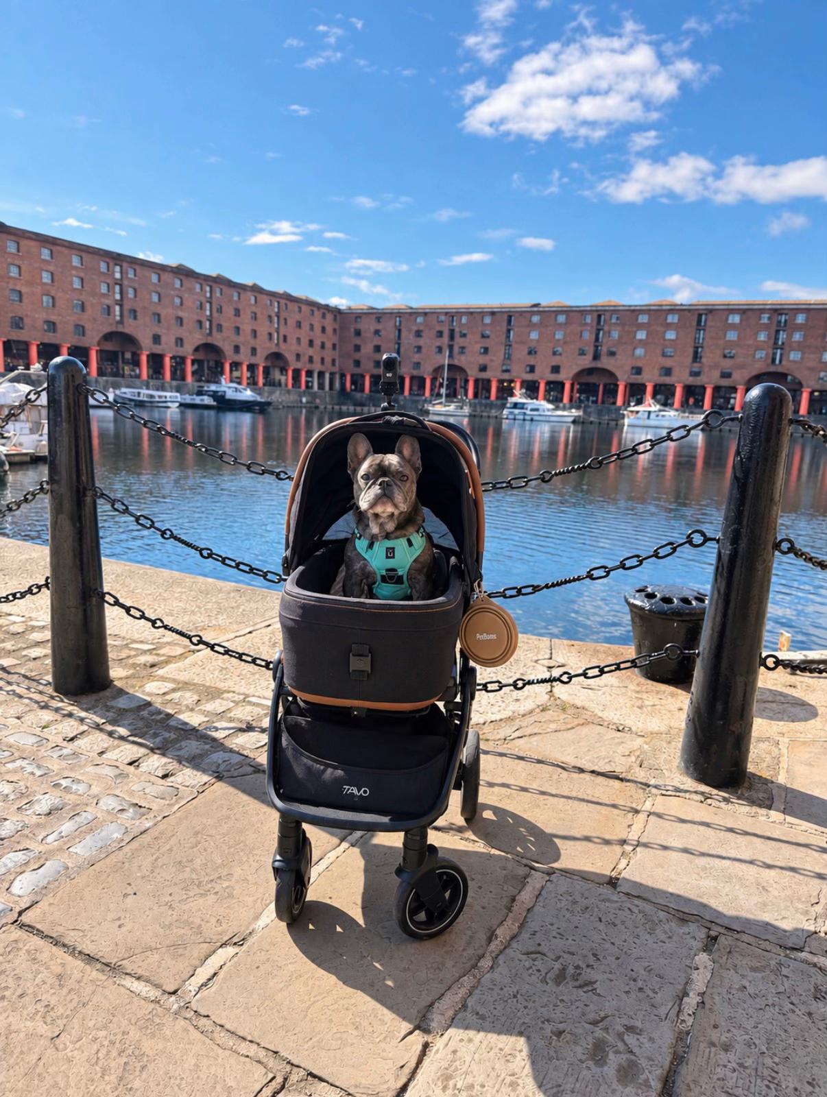 @Bertie The Frenchie