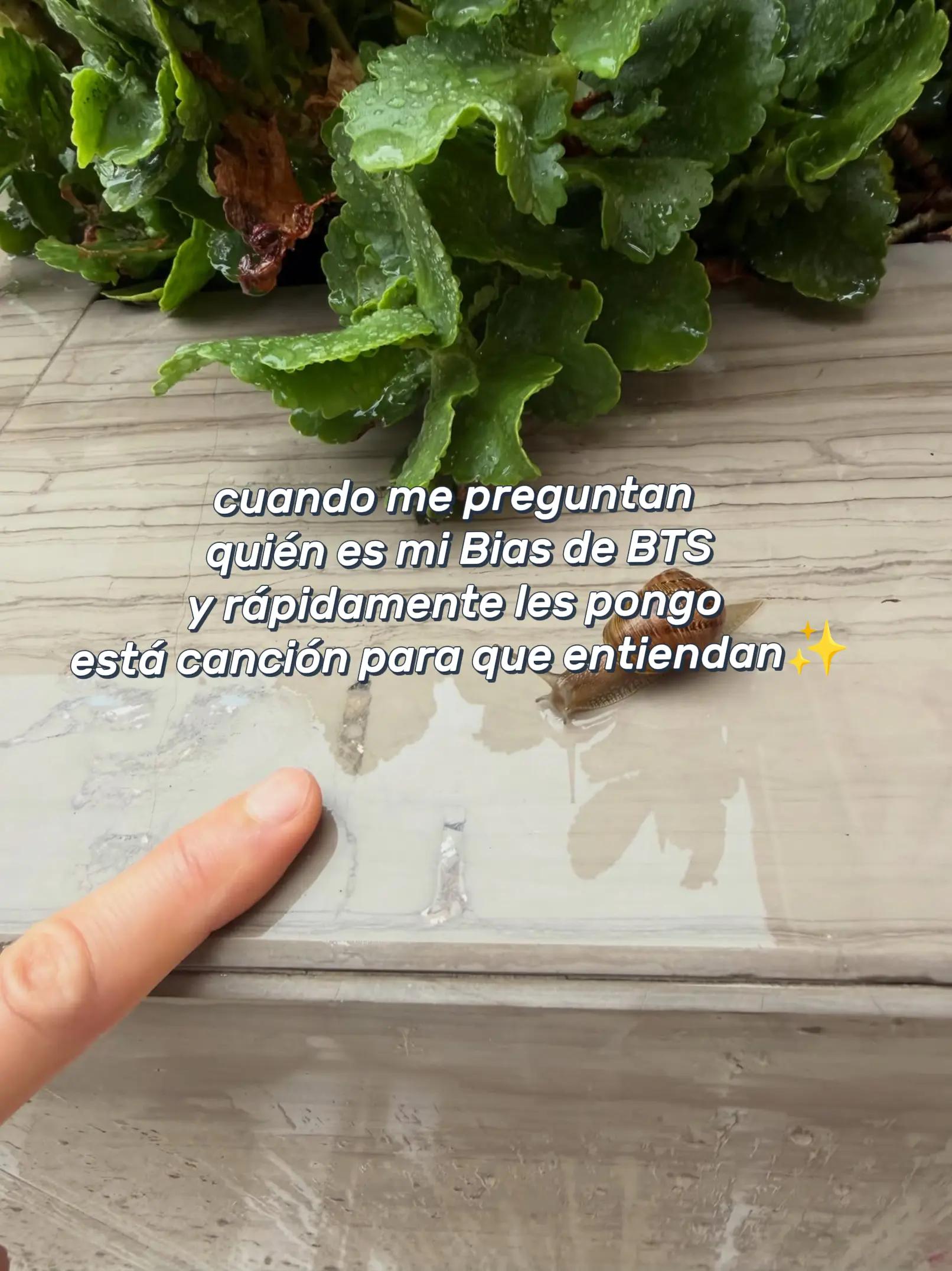 @PaoRM🐨