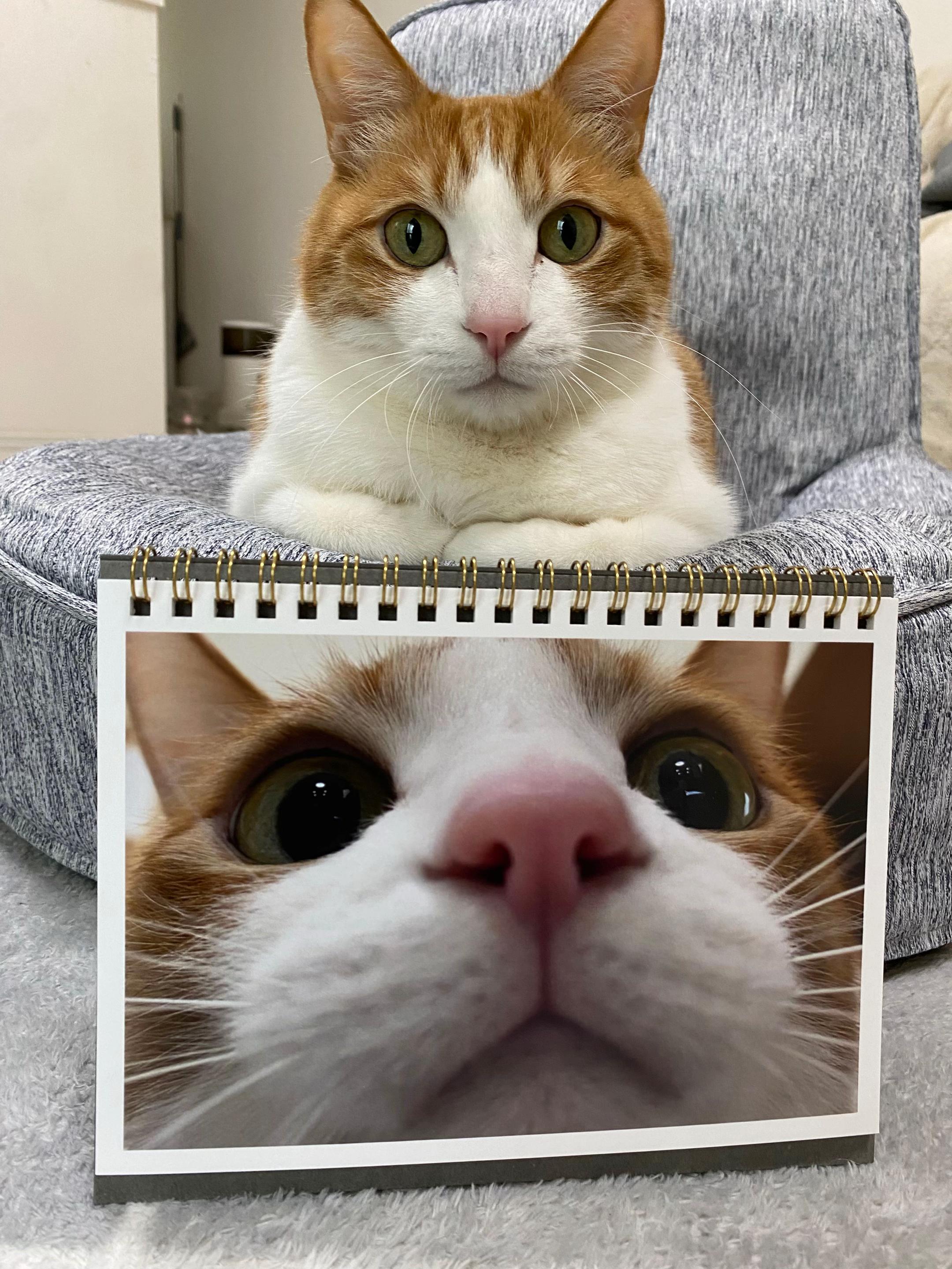 @猫のはっさく