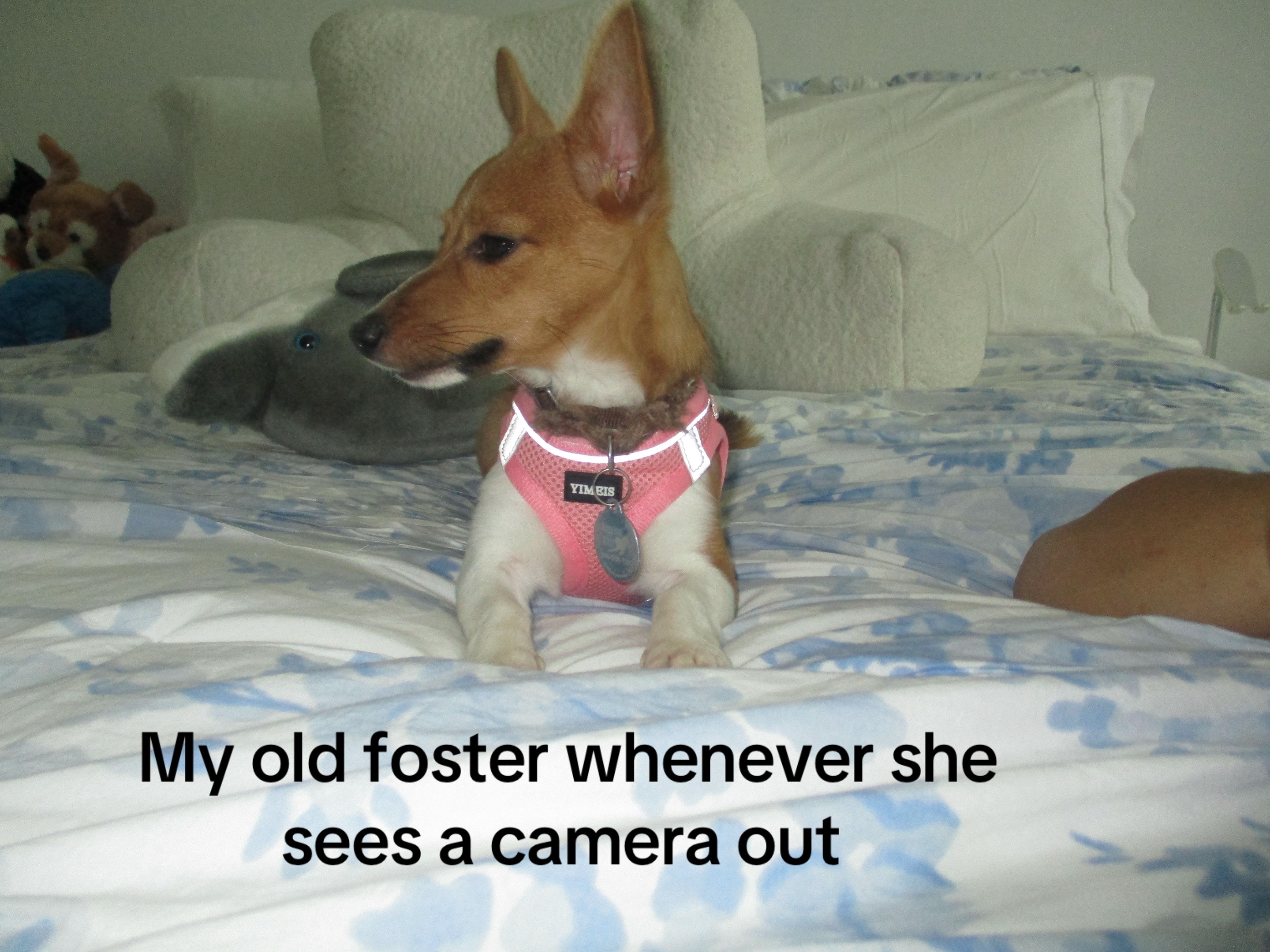 @gens_pups