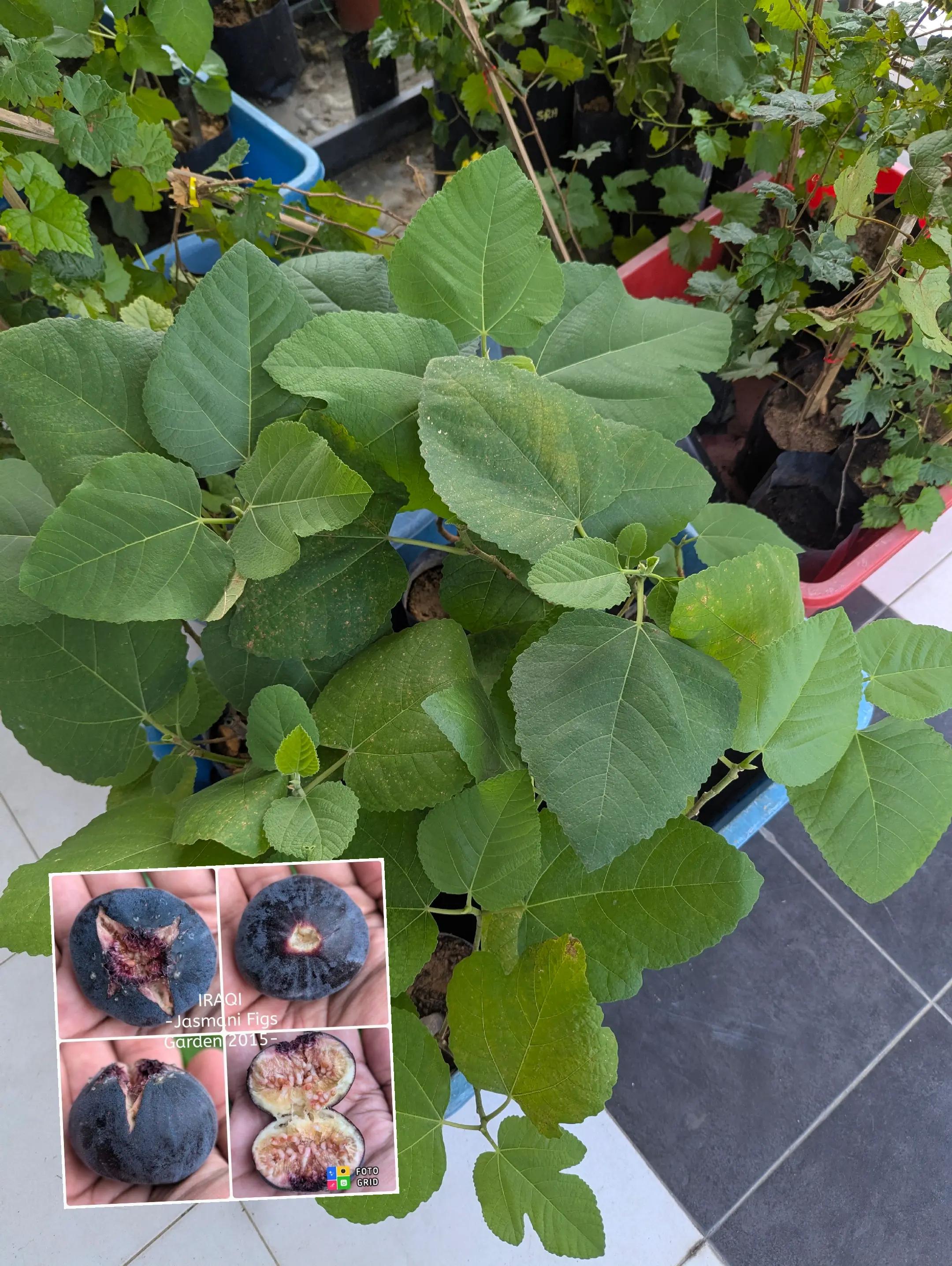 @Jasmani Fig Garden2015