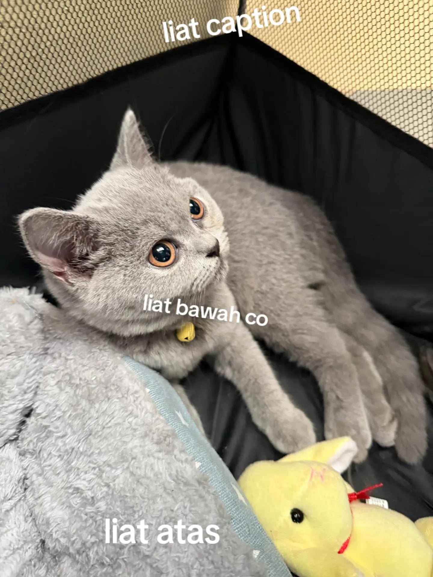 @☻m⃟omoi⃟☻