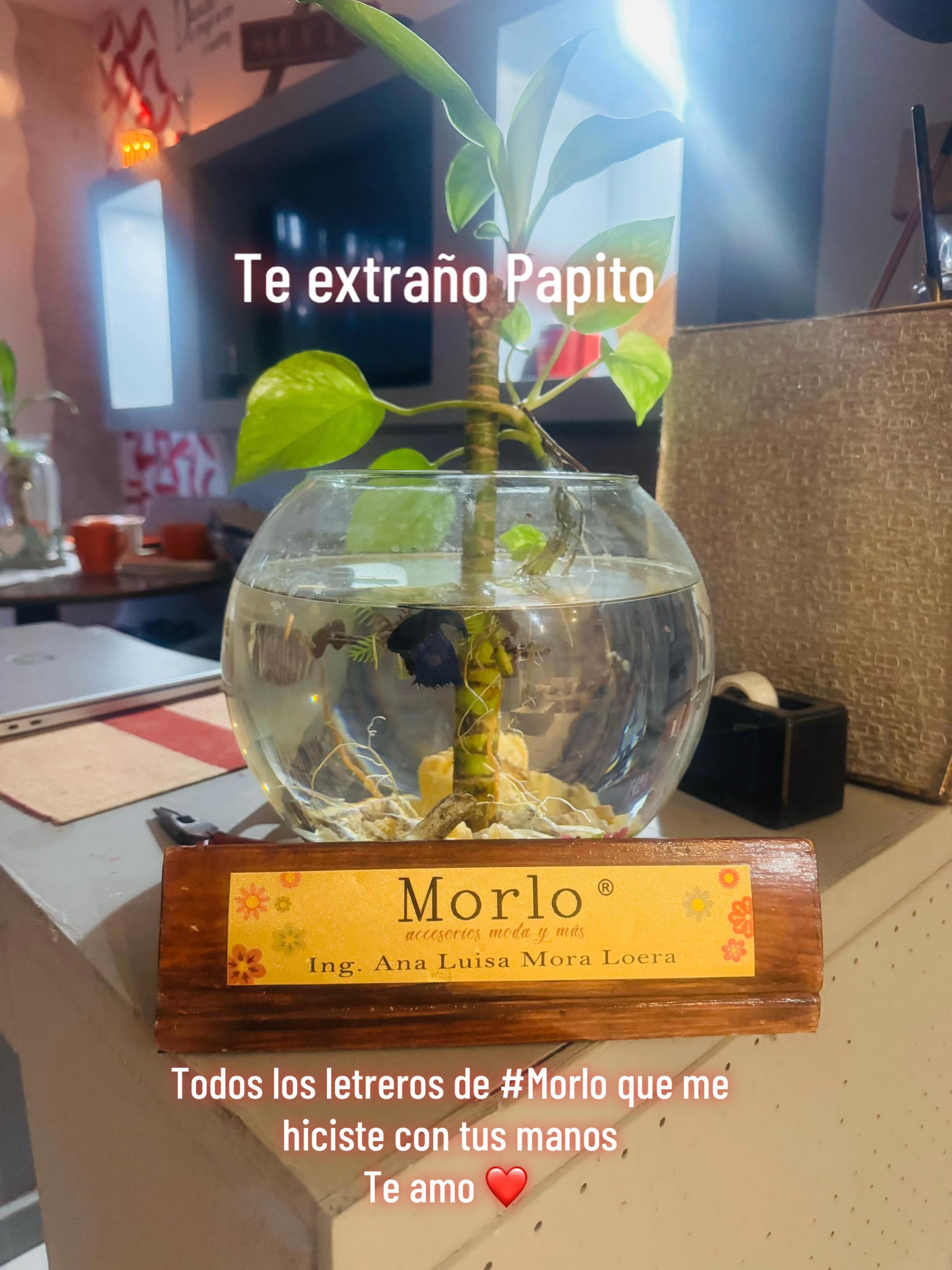@Anna Luisa Mora
