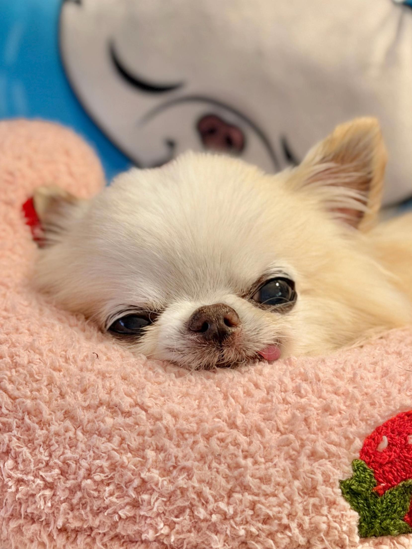 @Tiny Chihuahua Cedric & Maya