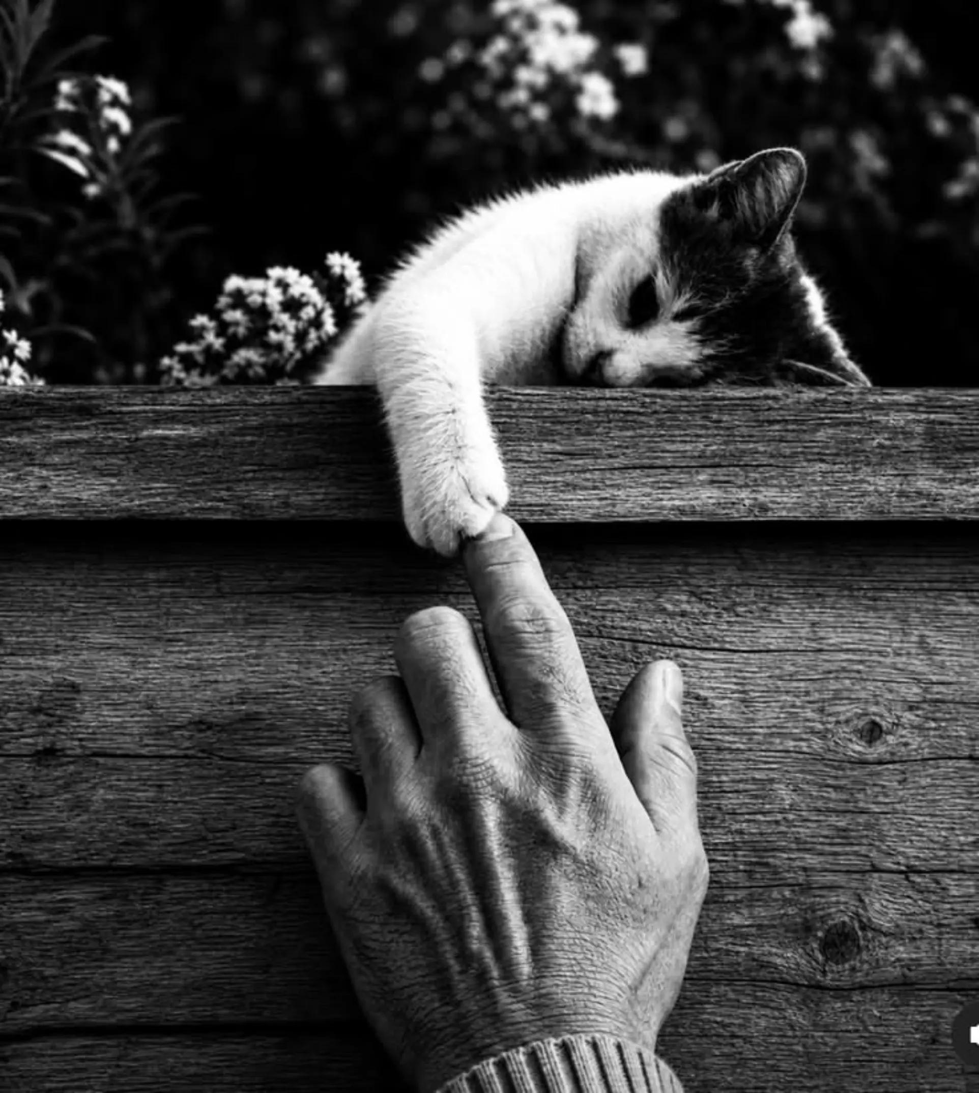 @Ava Animal 🩷🐾🩷