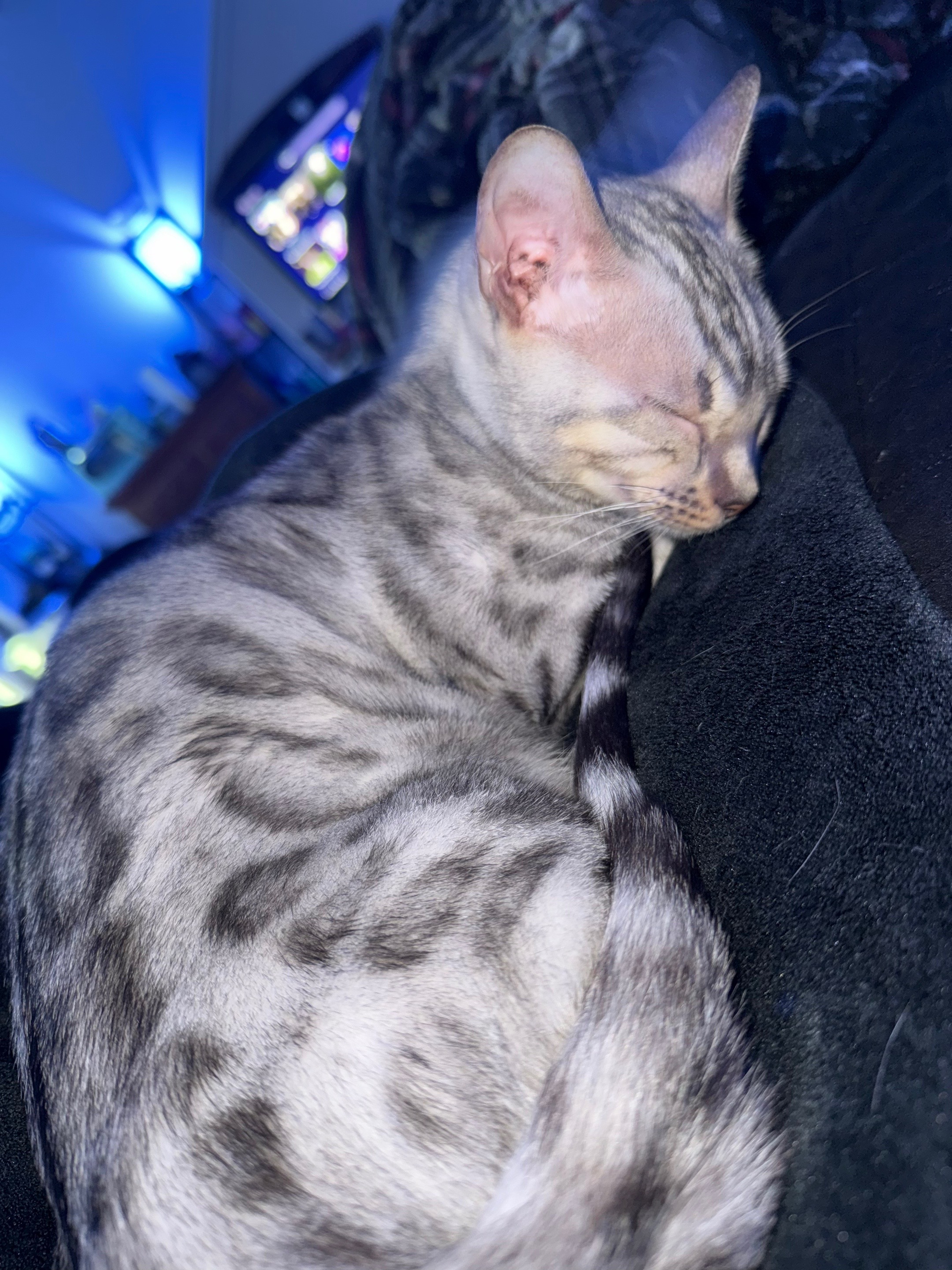 @Sagethebengal