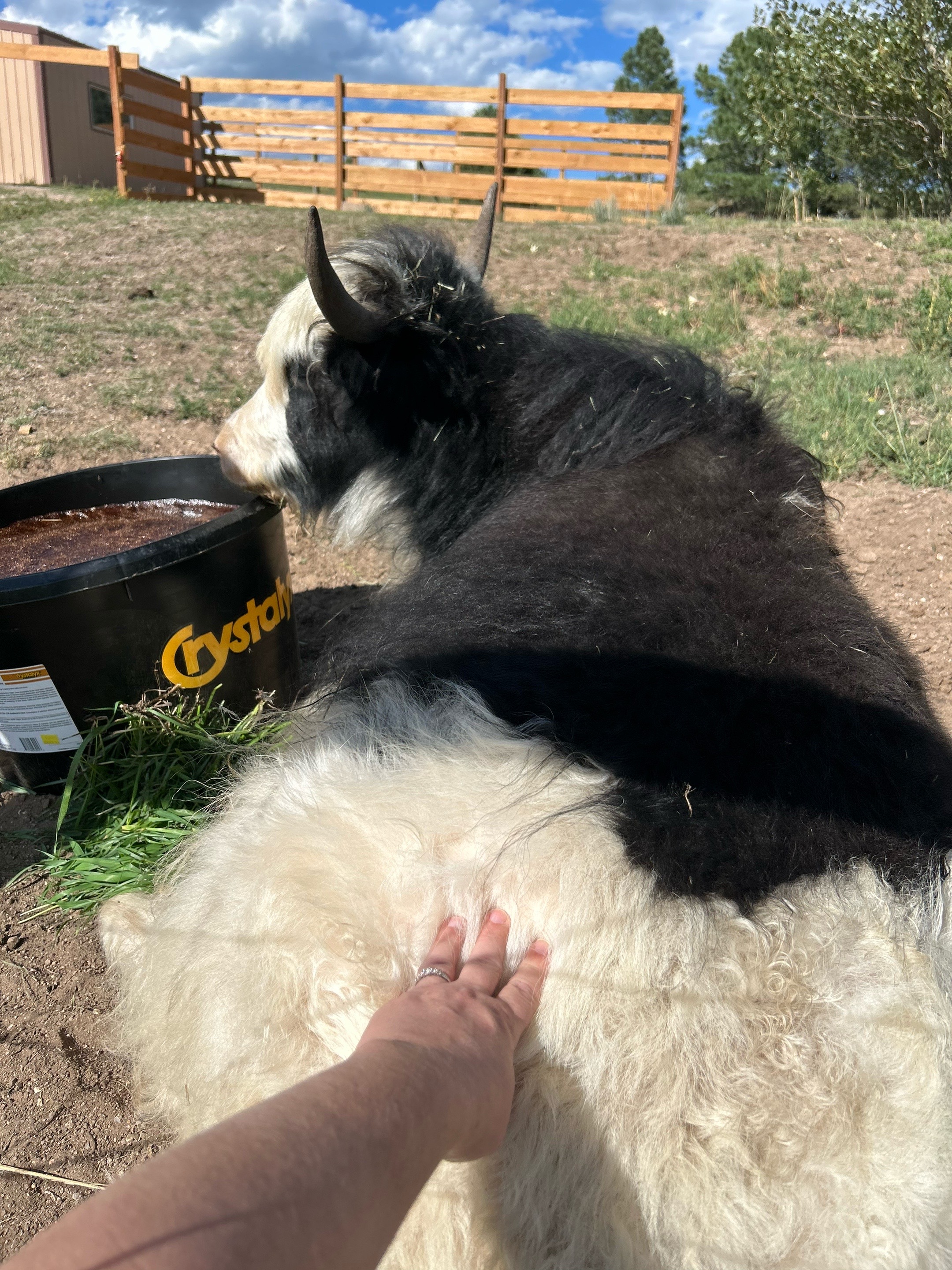 @Yakety Yak Ranch