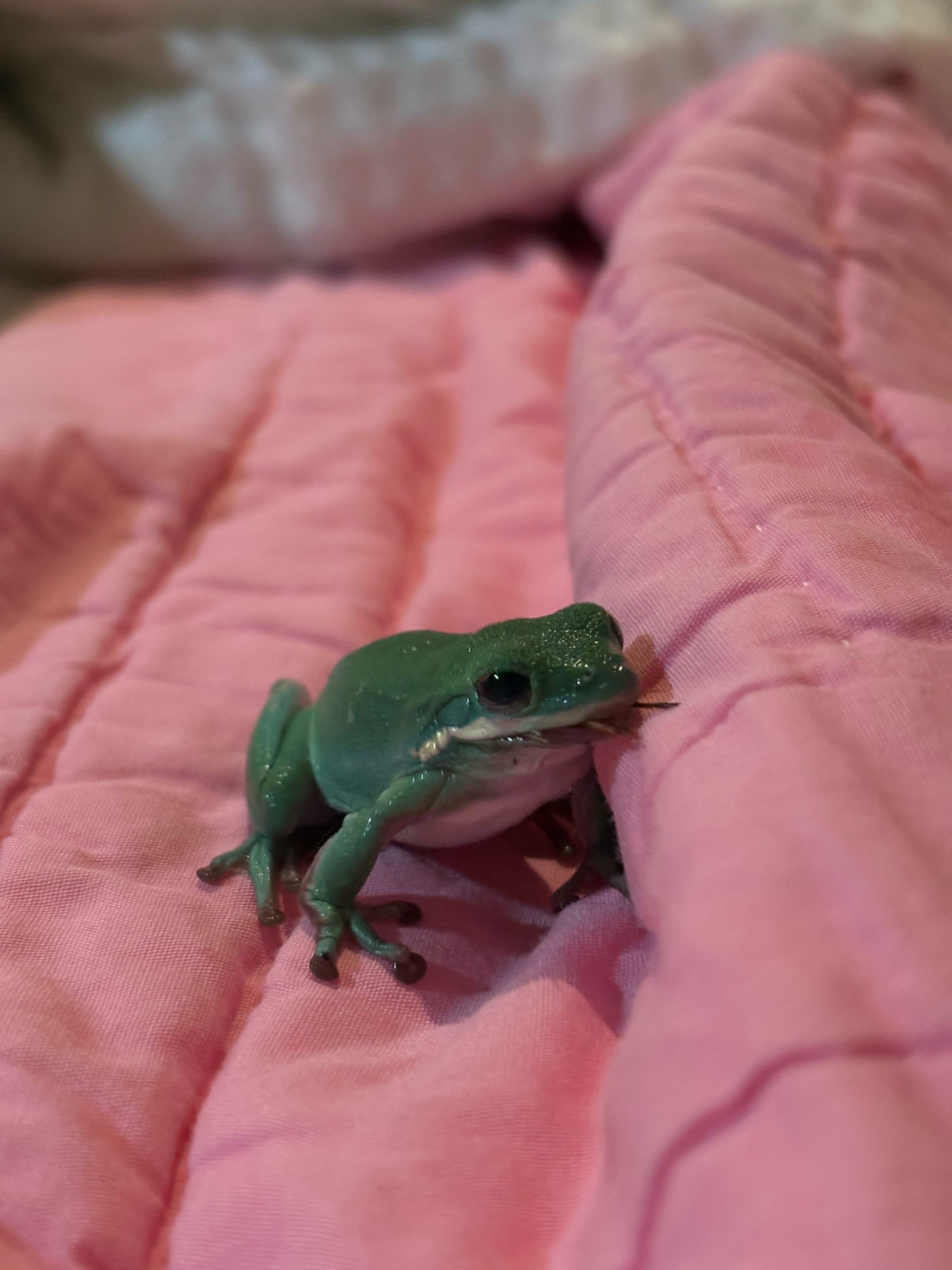 @daily FROG posts 🐸