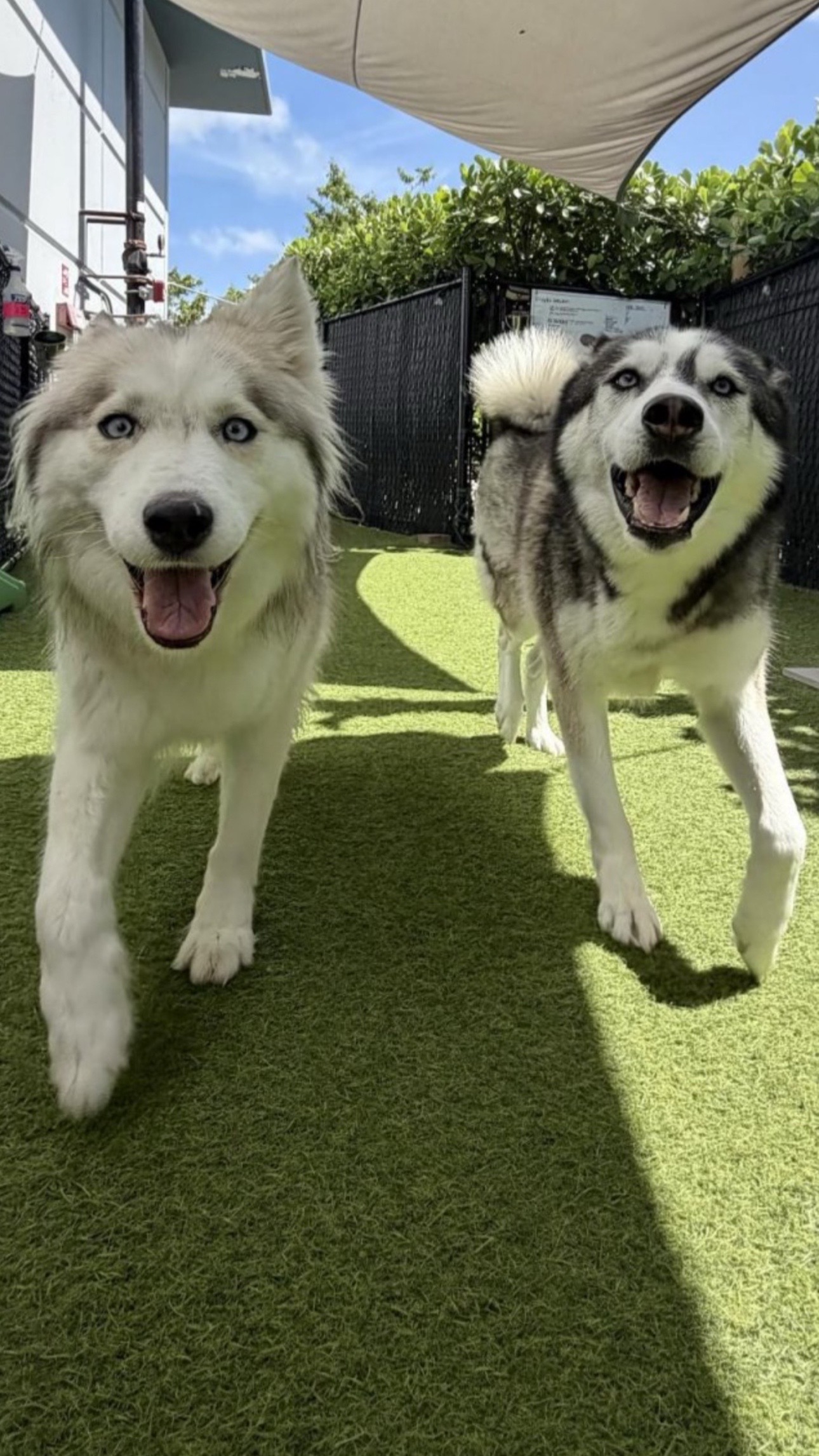 @lifewith2huskies
