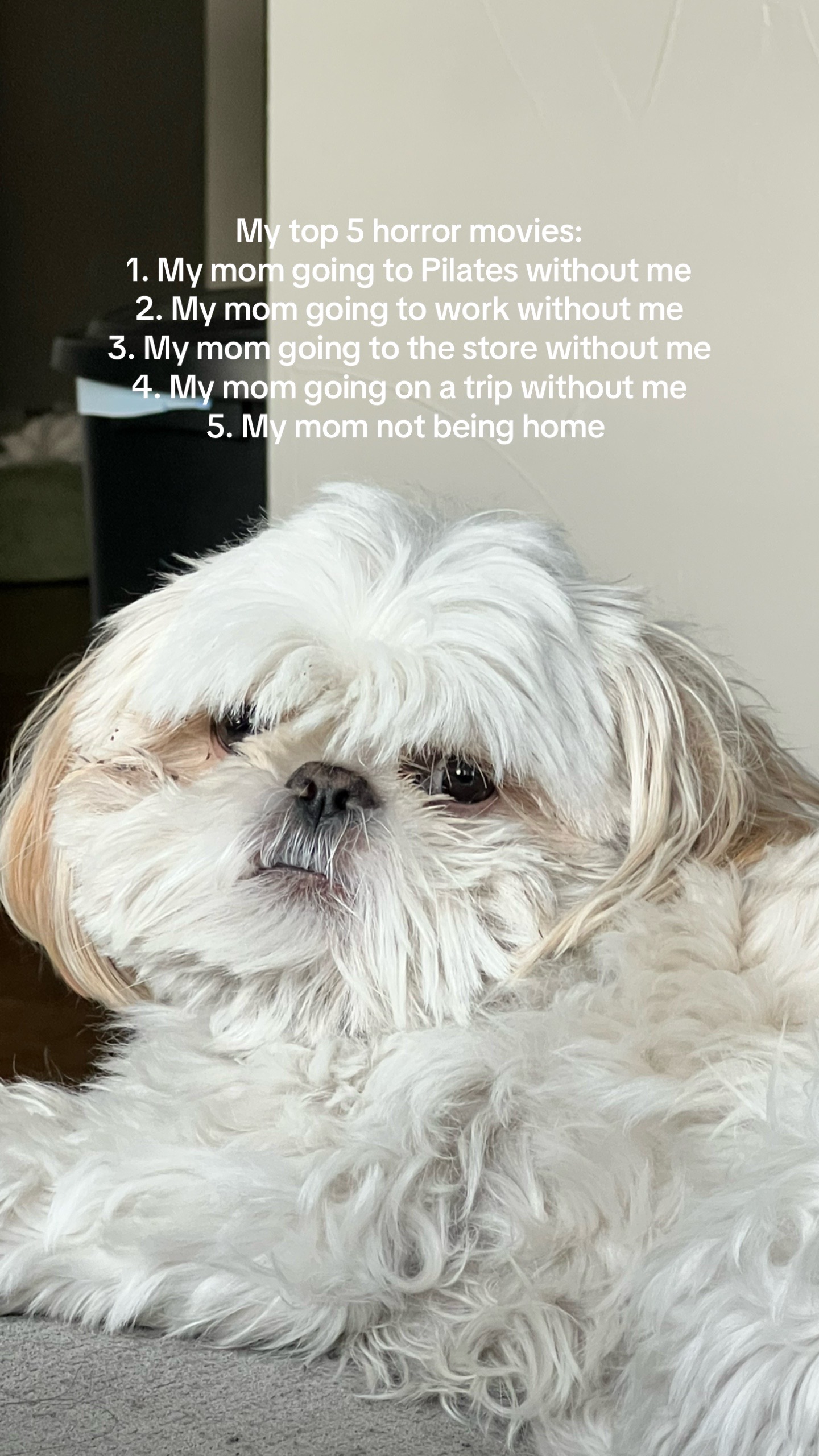 @Hugh the Shih Tzu