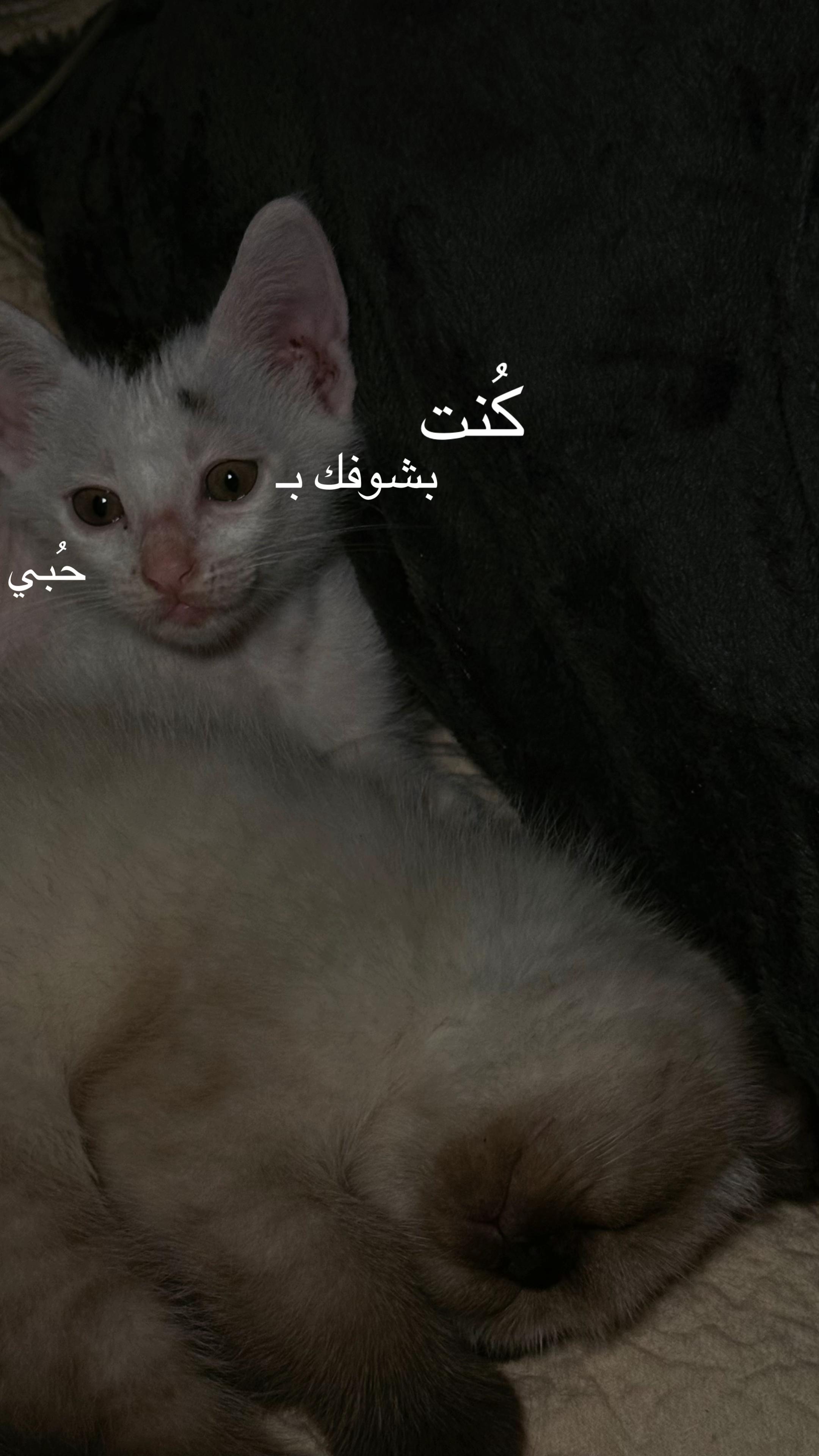 @نـوره | ١٩٩٤