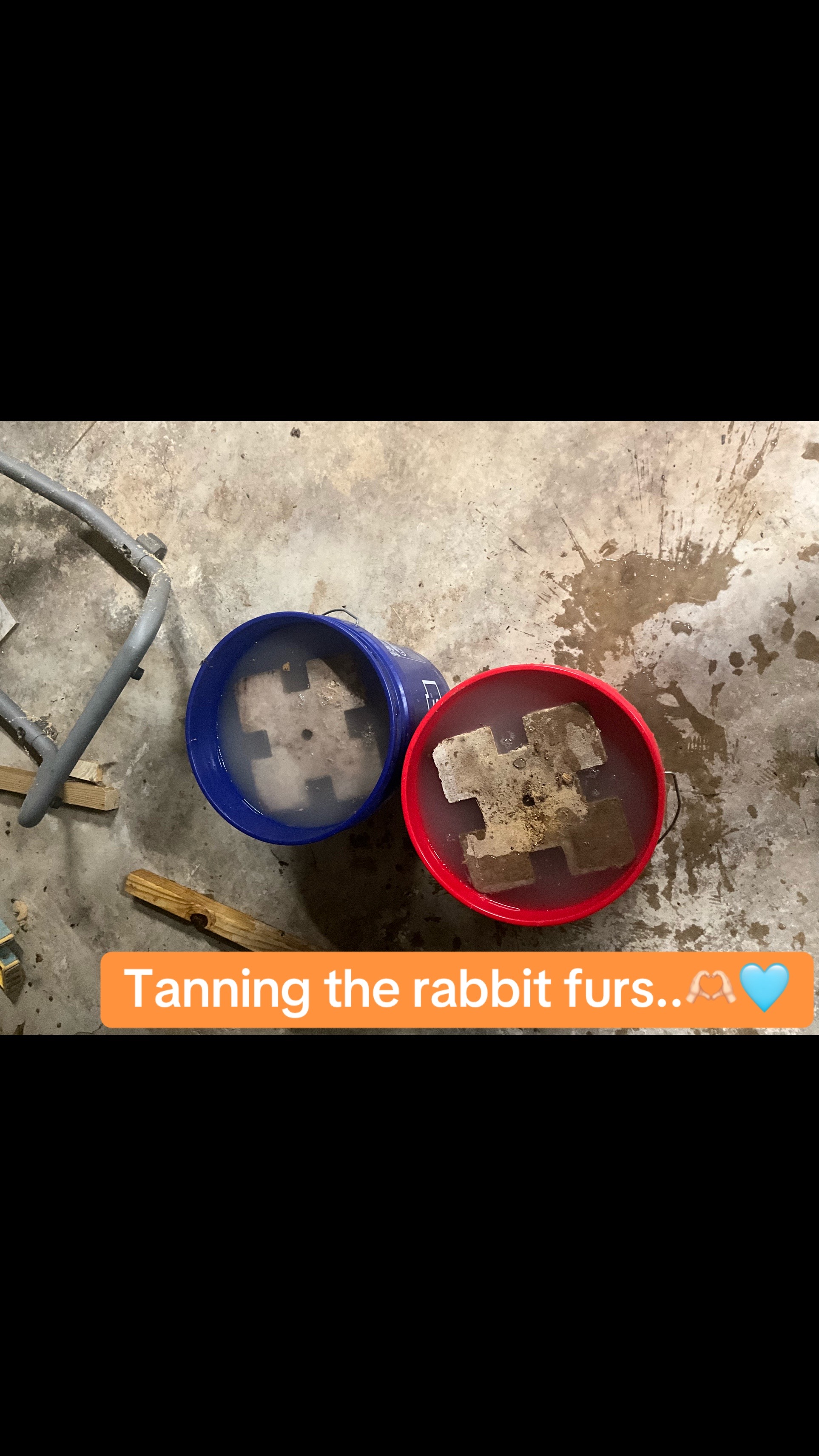 @rabbitqueen2025