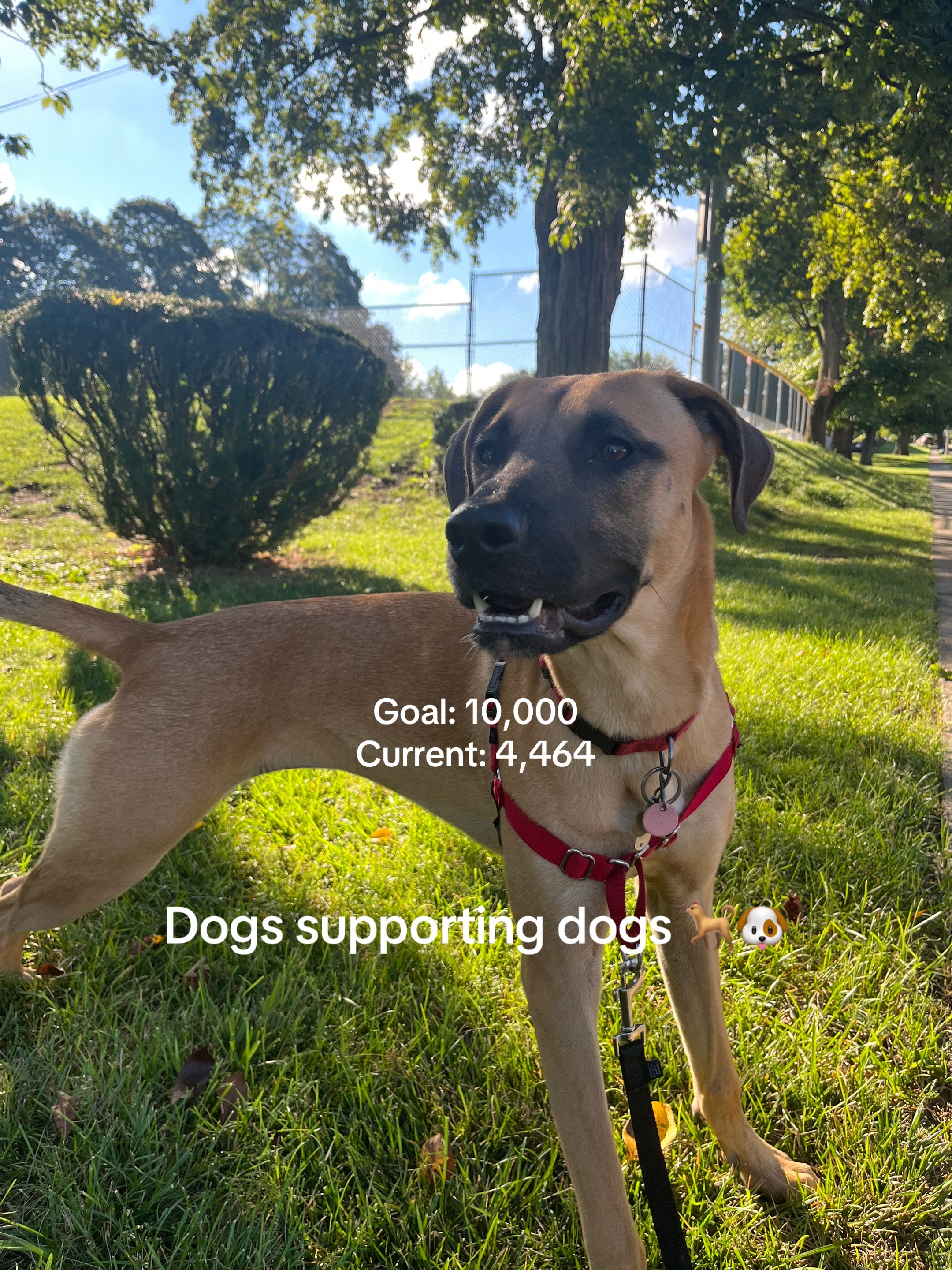 @Maggiemaytheshepherd