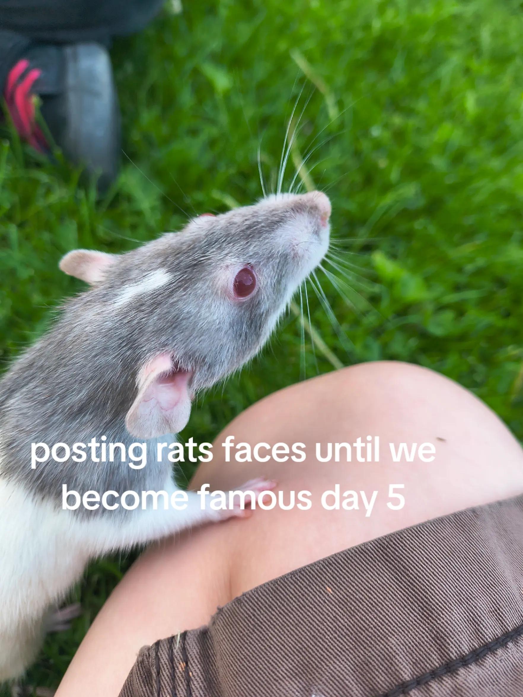 @b0n3r