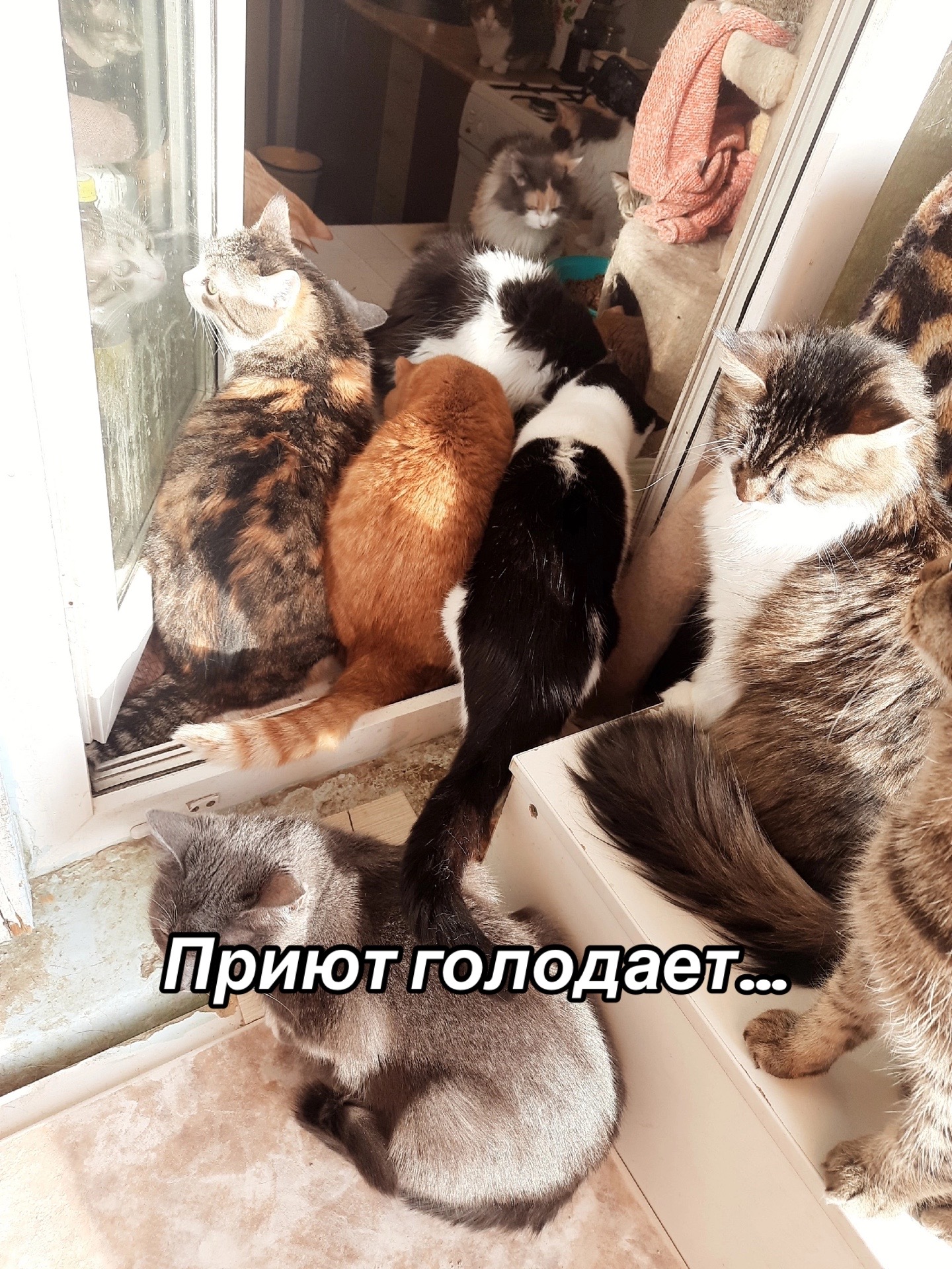 @Приют для животных Потеряшка