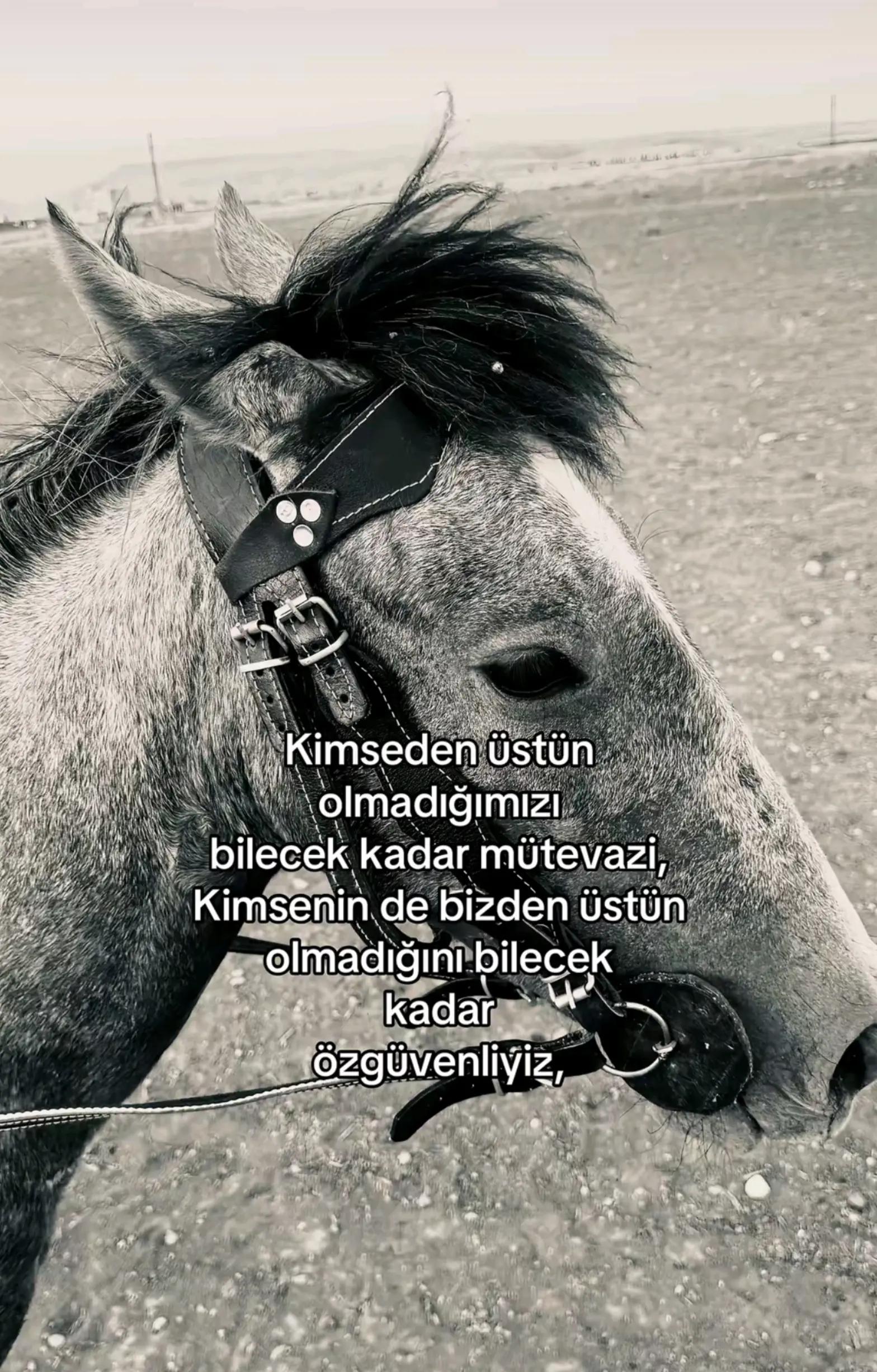 @Sedat belen