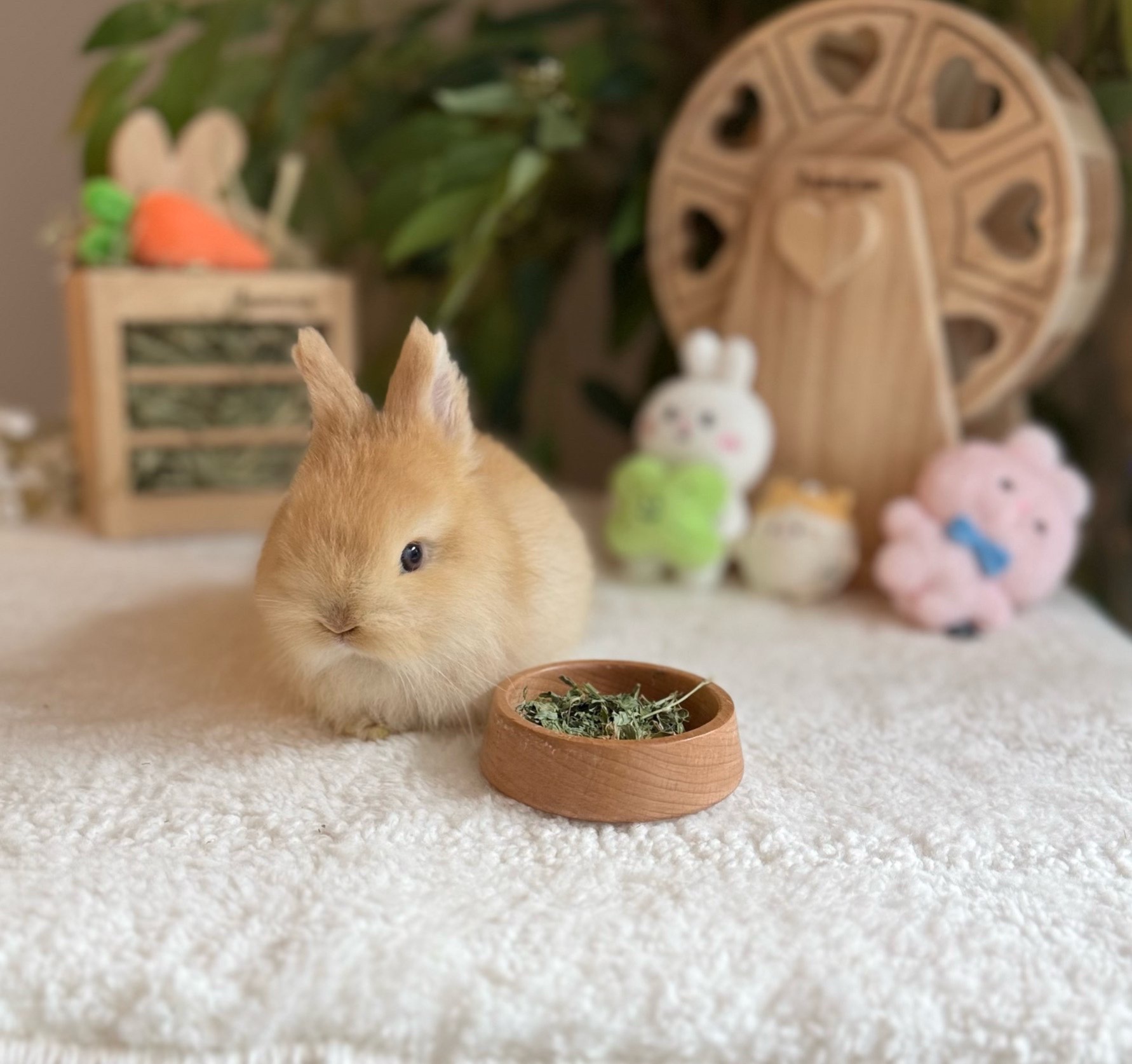 @Fluffy Bunny Orlando