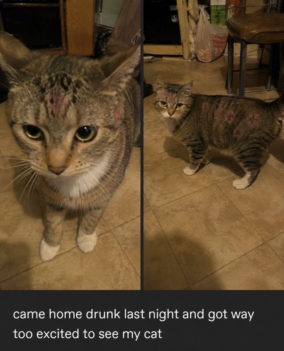 @cat memes