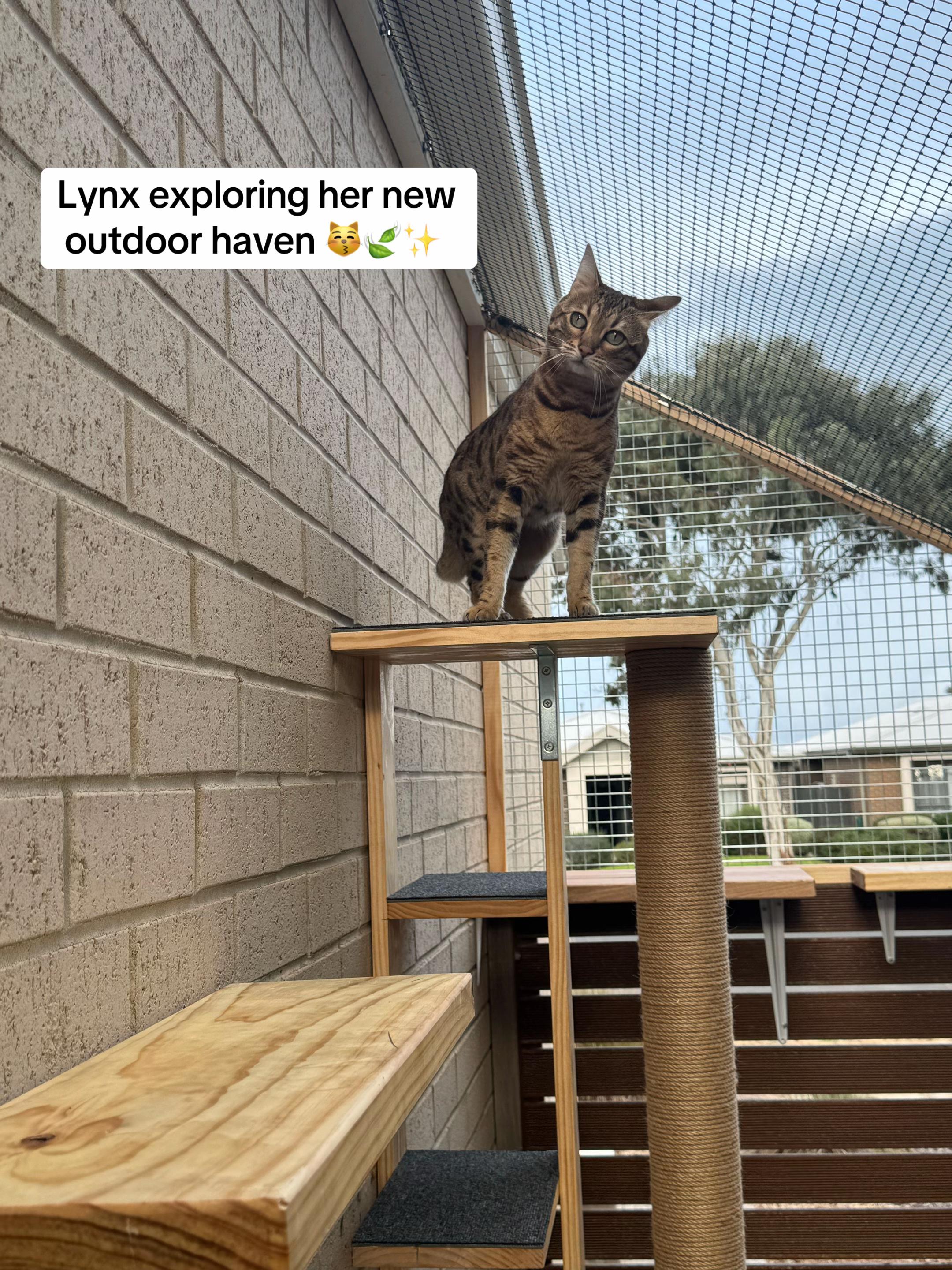 @Backyard Catio Builder
