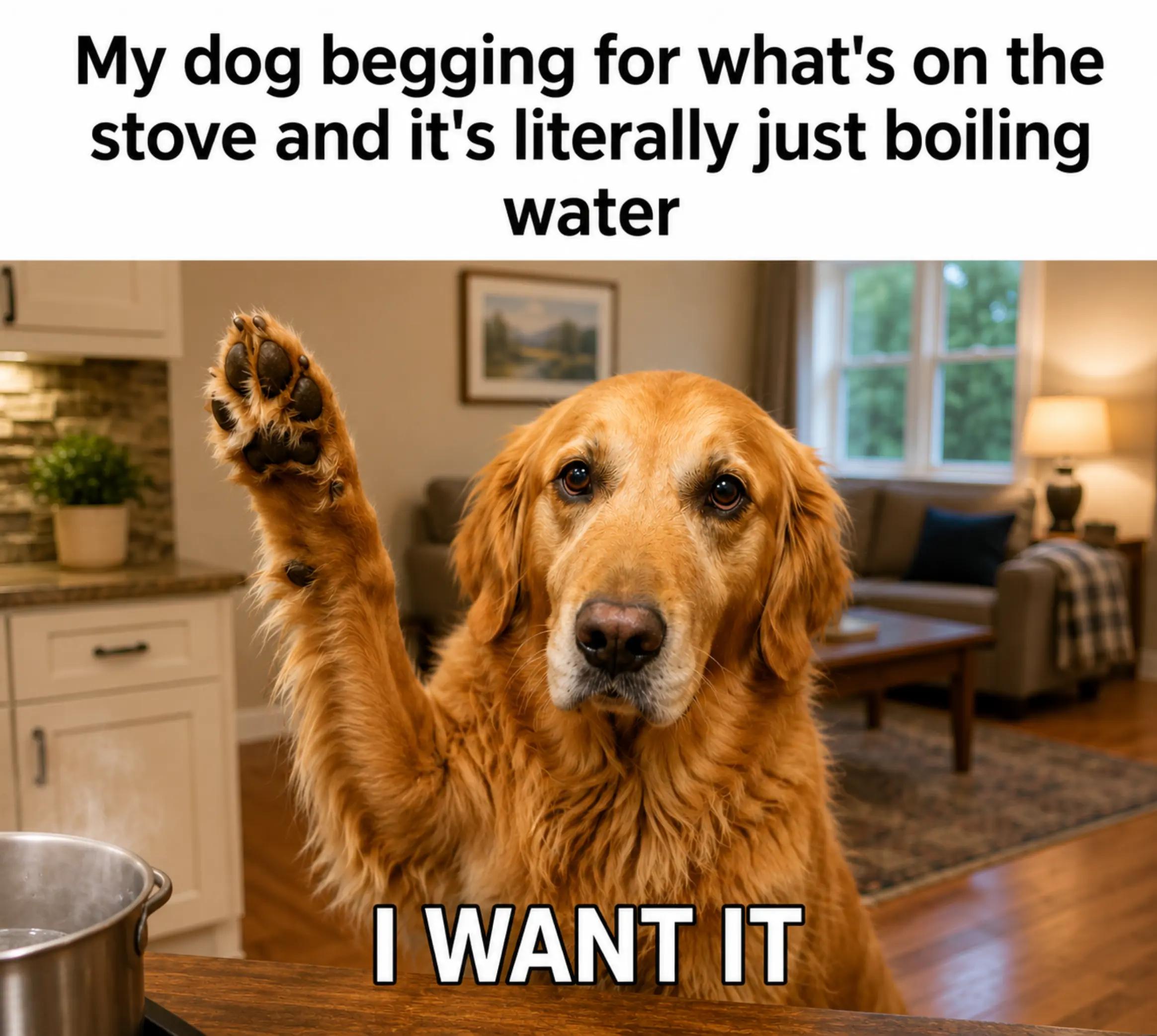 @FINN | The Golden Retriever