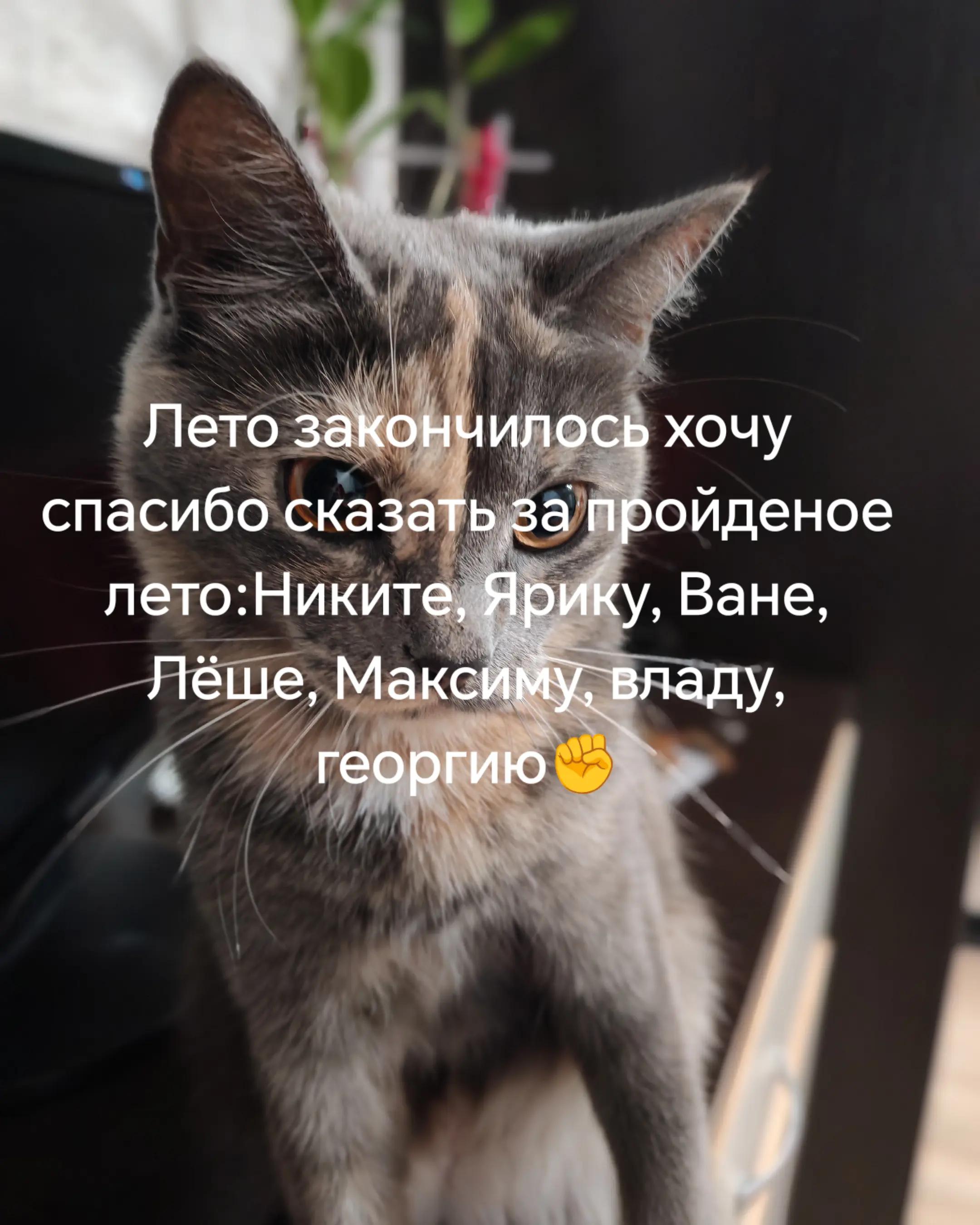 @🧟Softik🧟