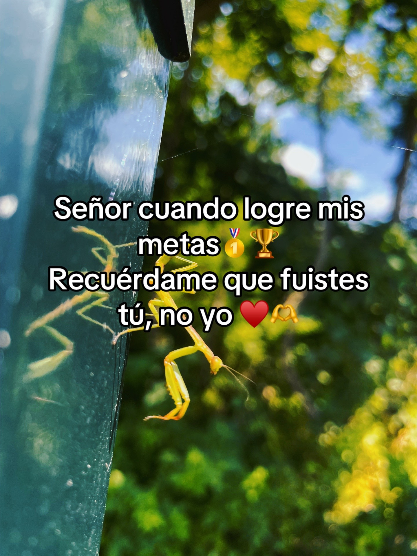 @TORO M/S