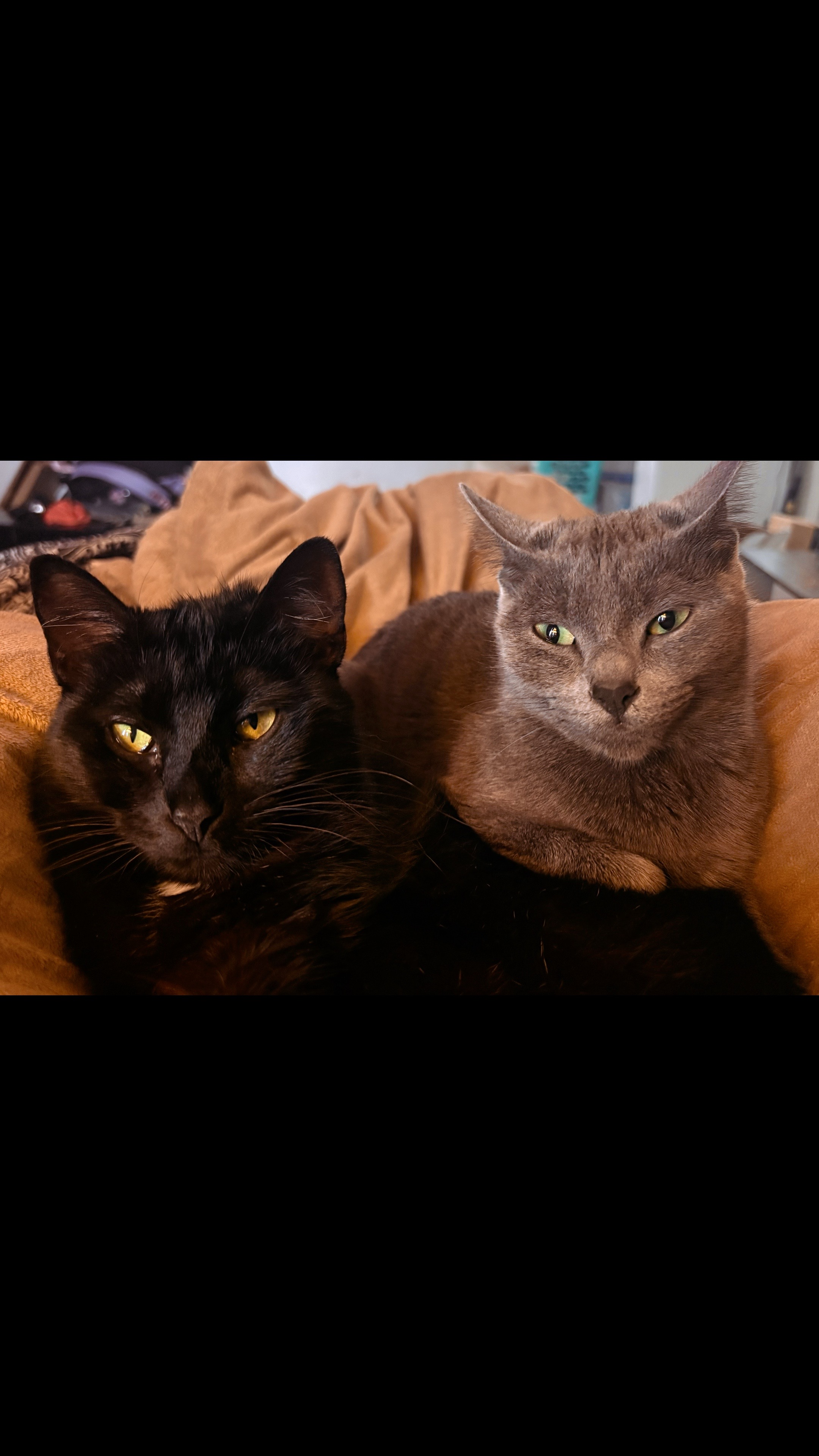@Just another cat lady…
