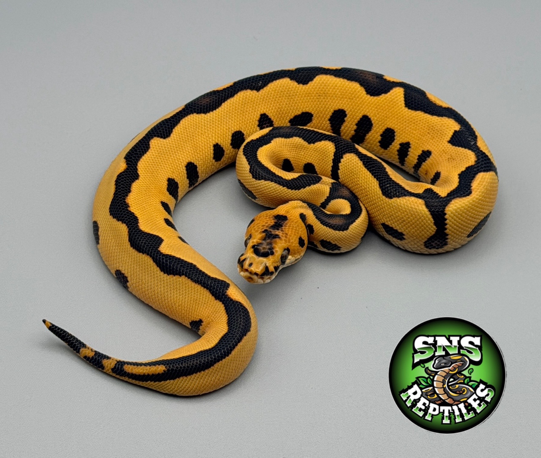 @SNS Reptiles