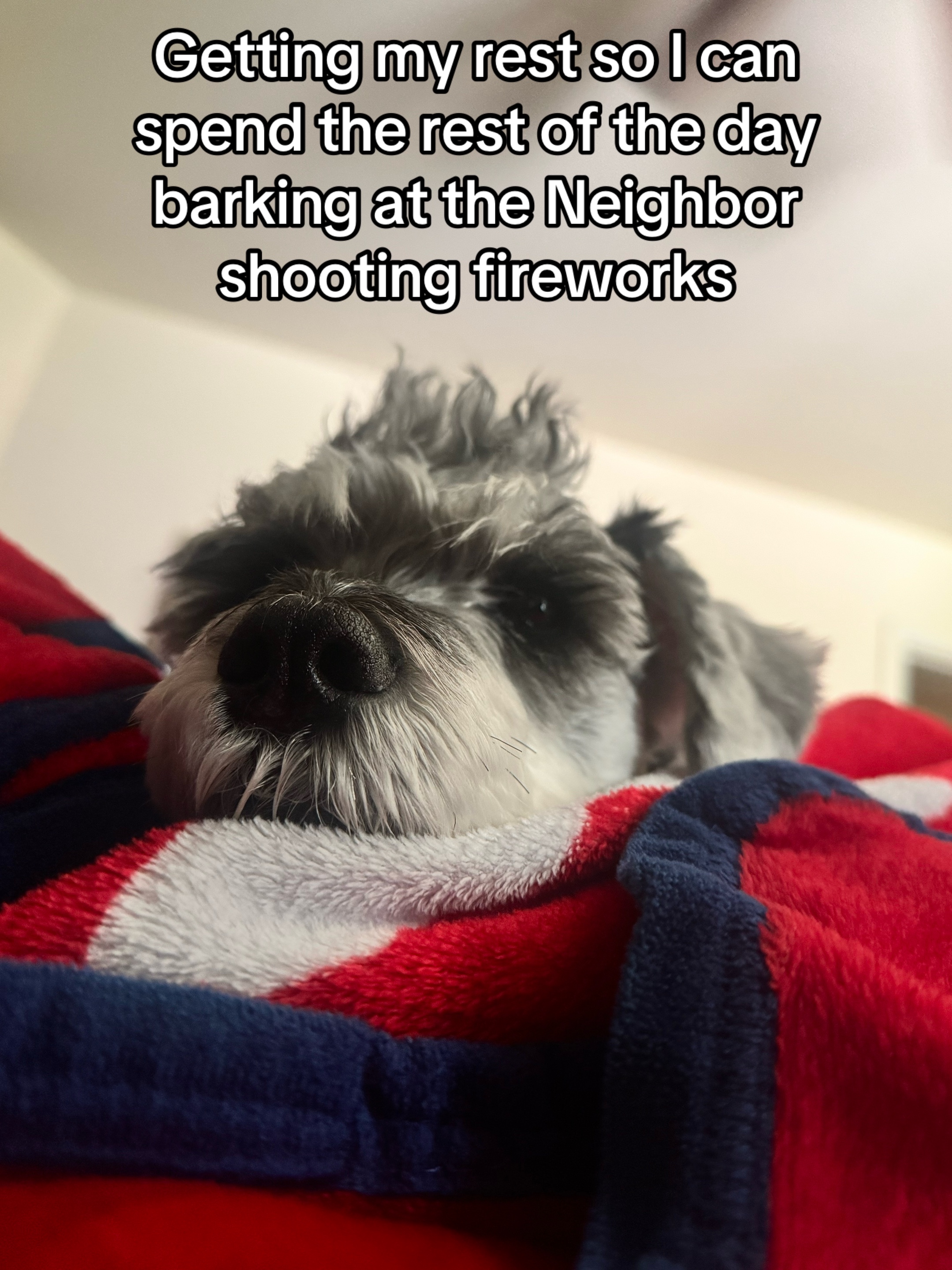 @Cooper The Schnauzer
