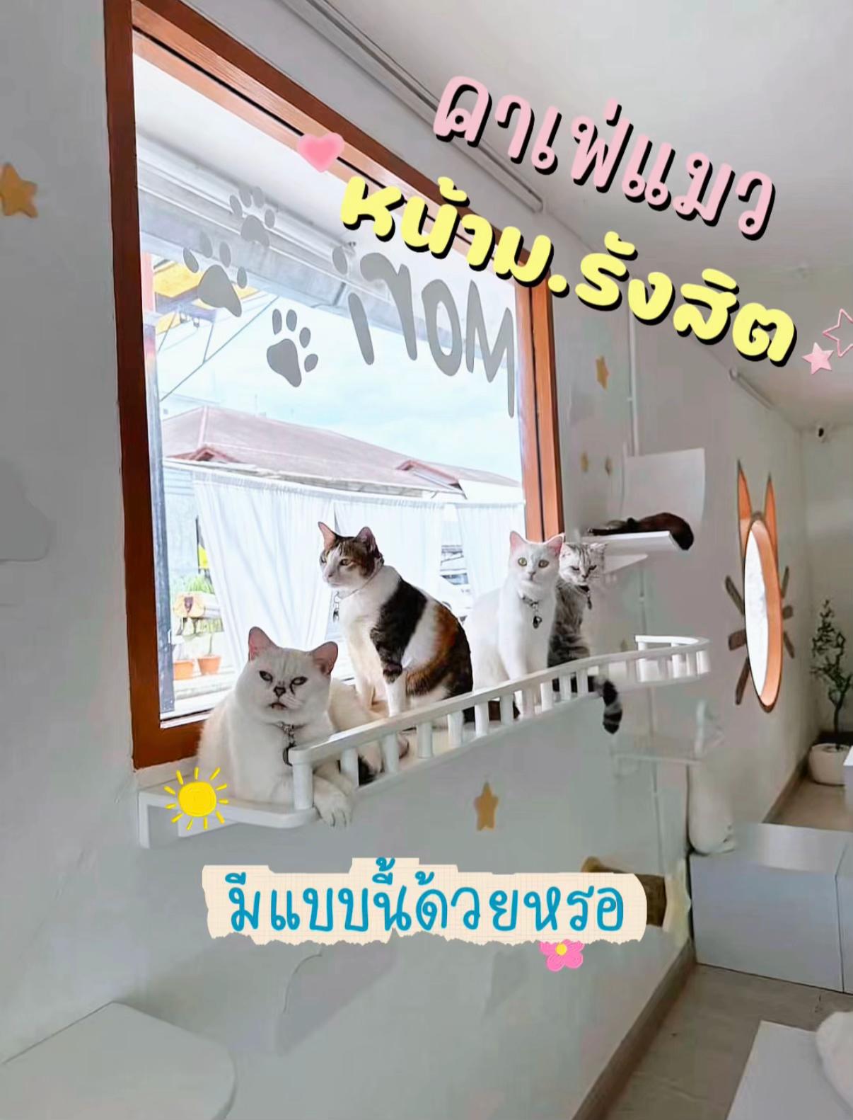 @คาเฟ่แมวโมริ Mori cat cafe'