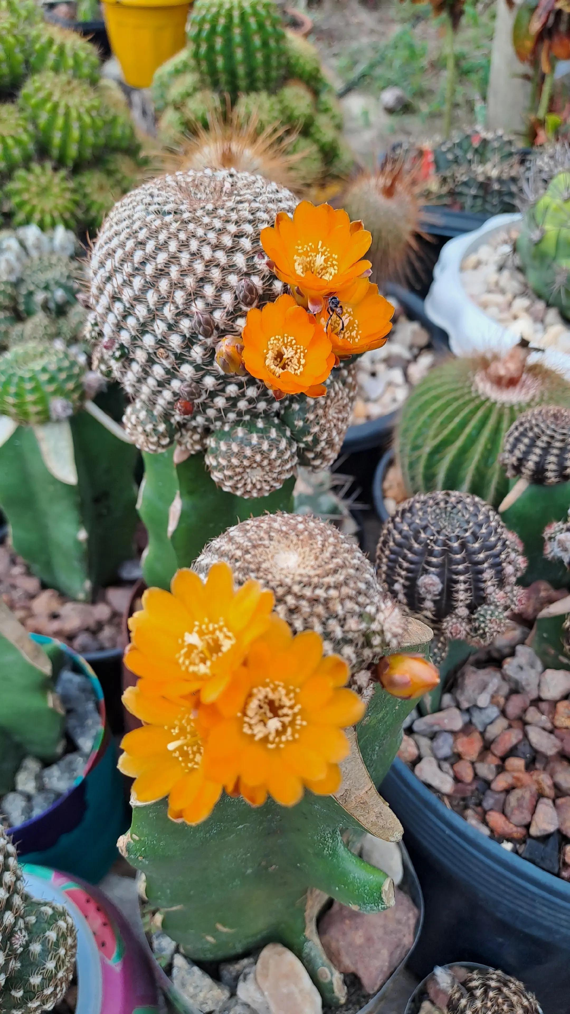 @Val Brito🌻✍️