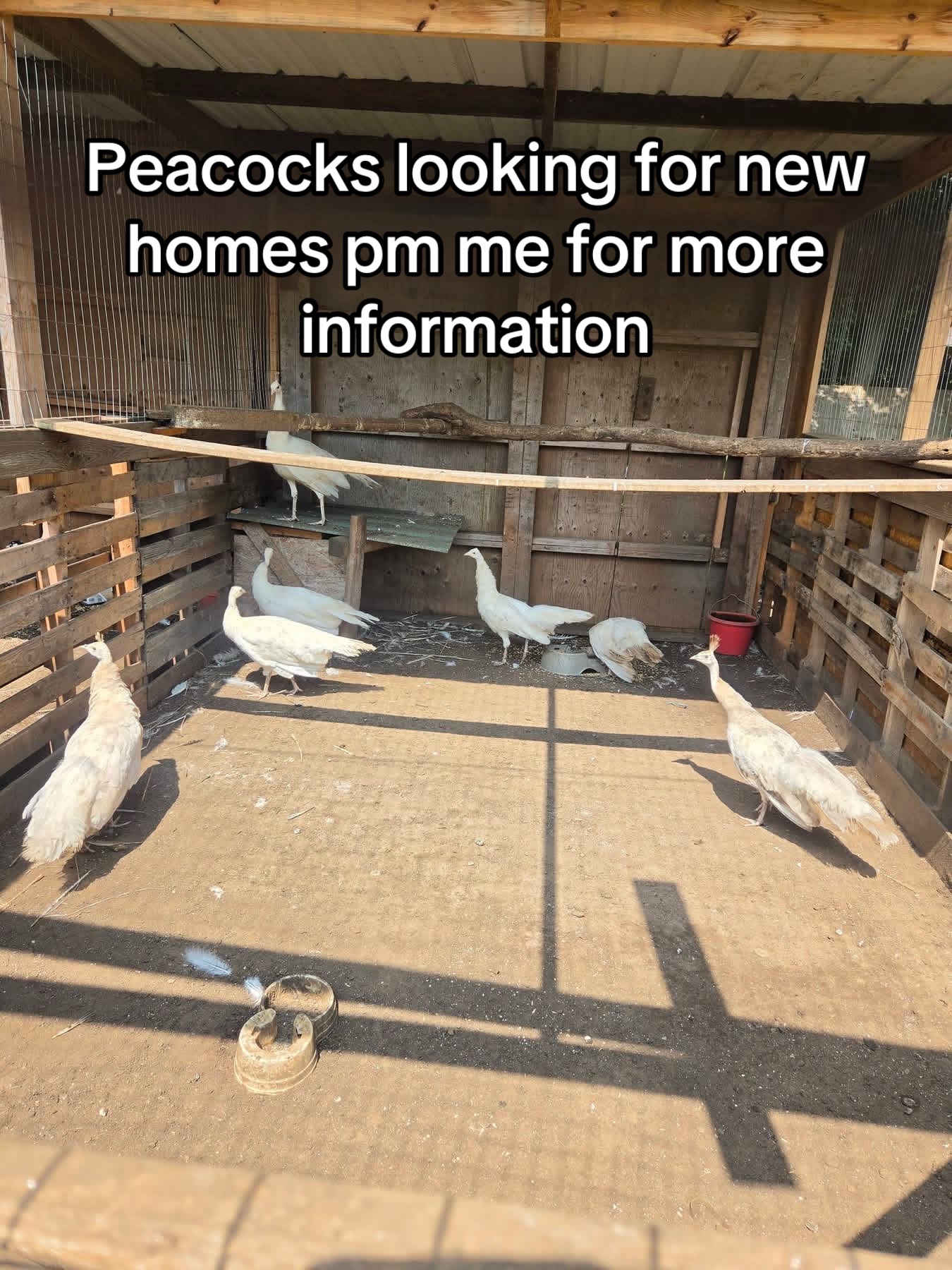 @Matthew’s Feathered Farm