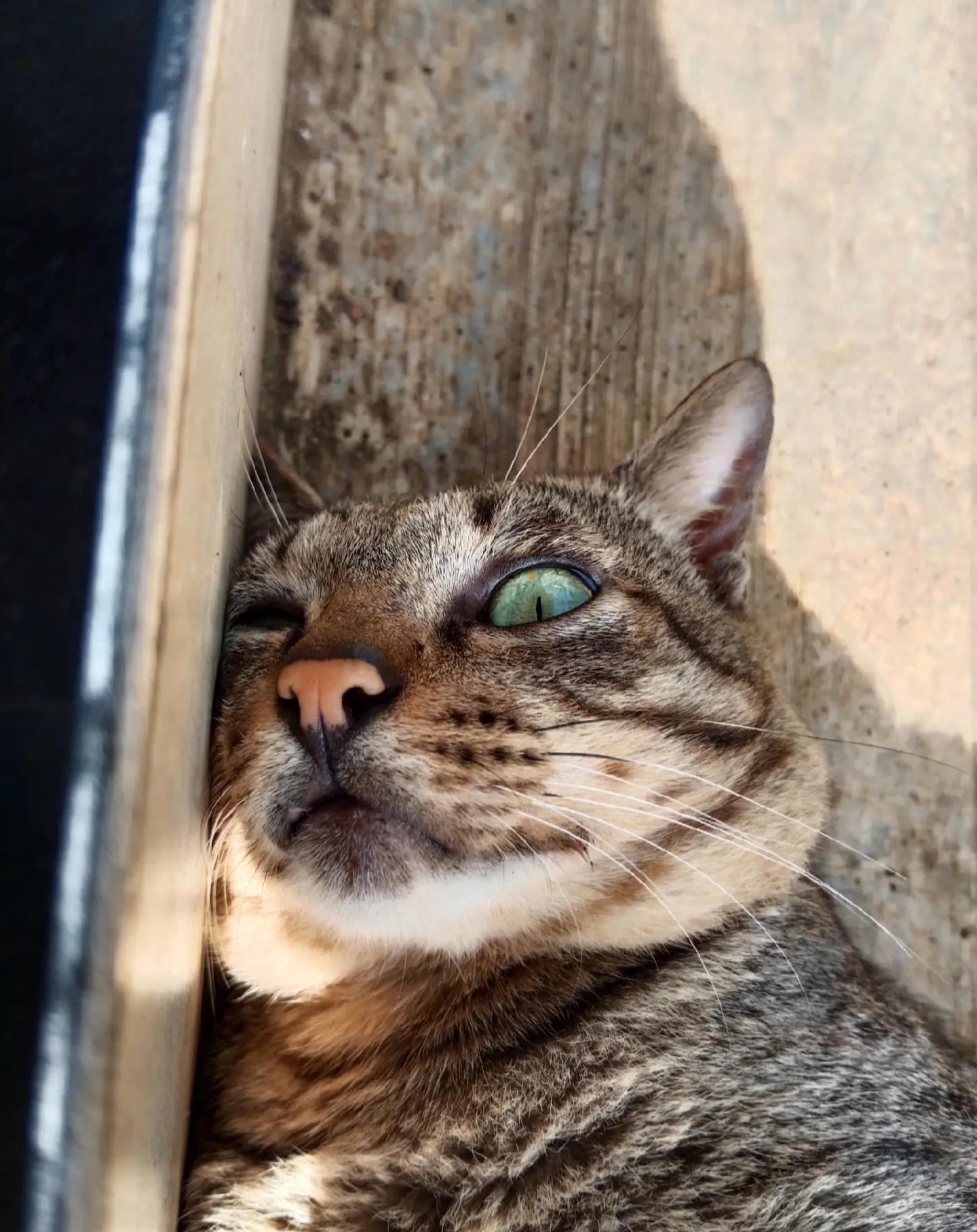 @ocan😼