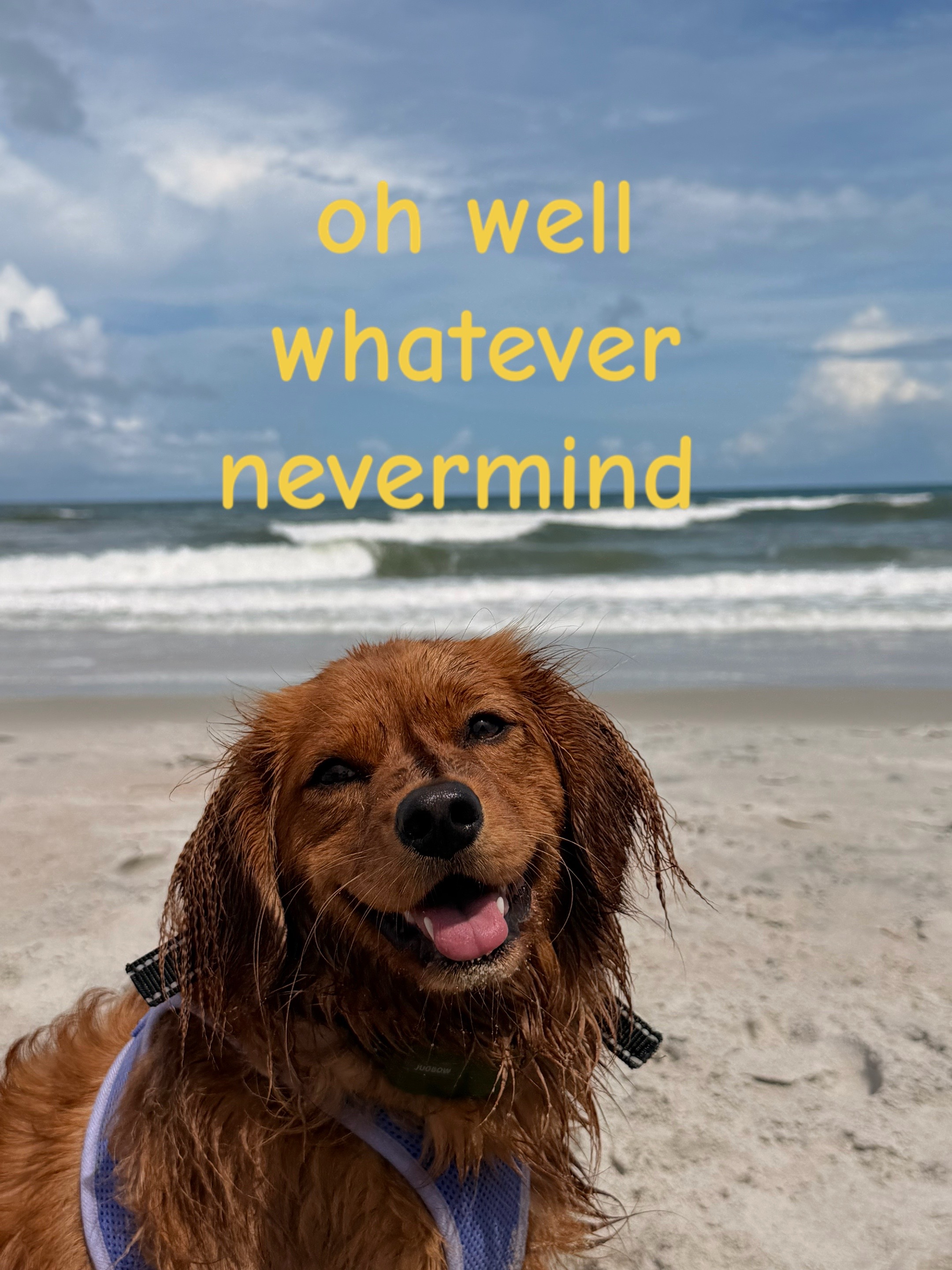 @Sage | Mini Golden Retriever