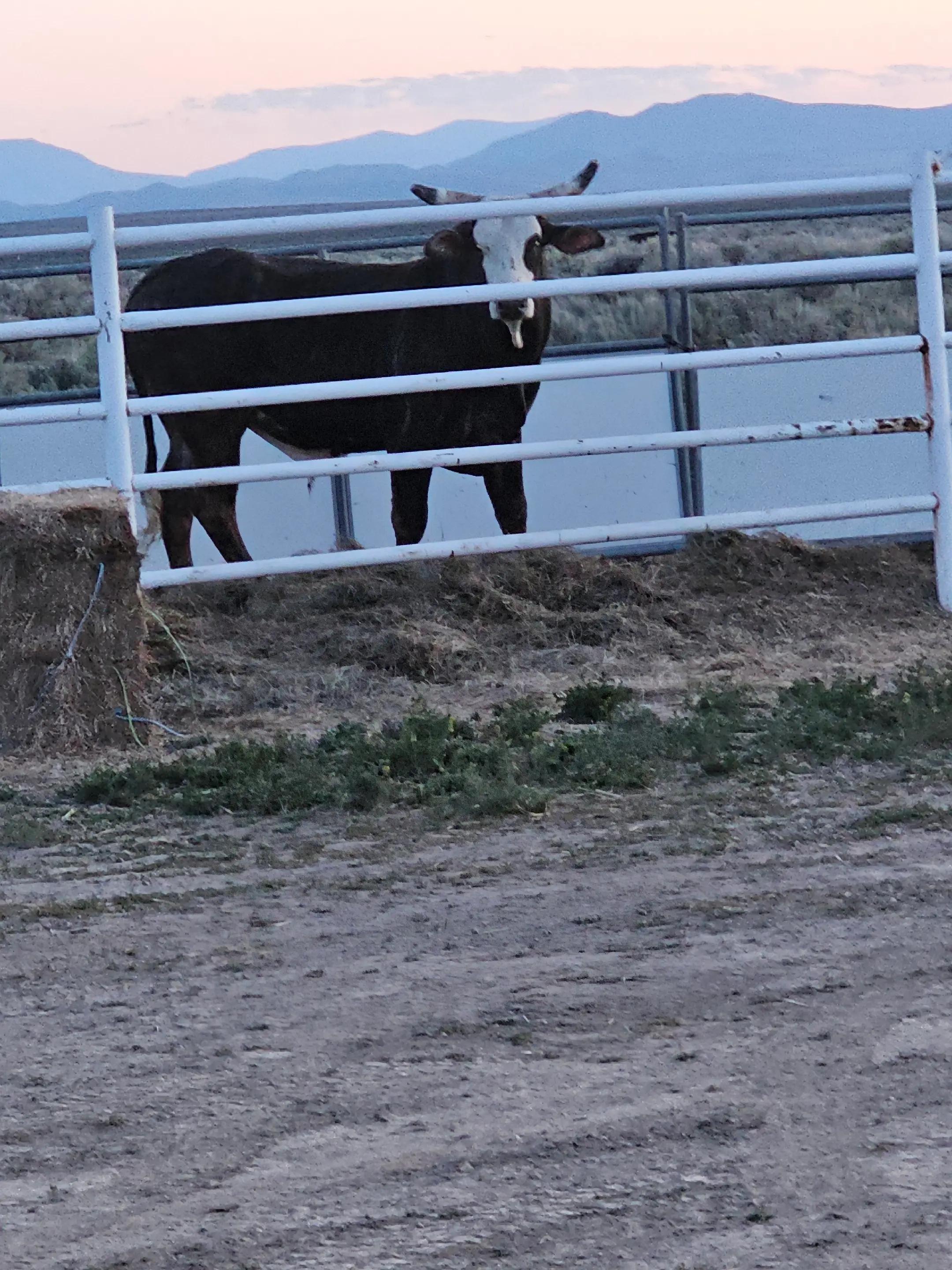 @B&G Bucking Bulls