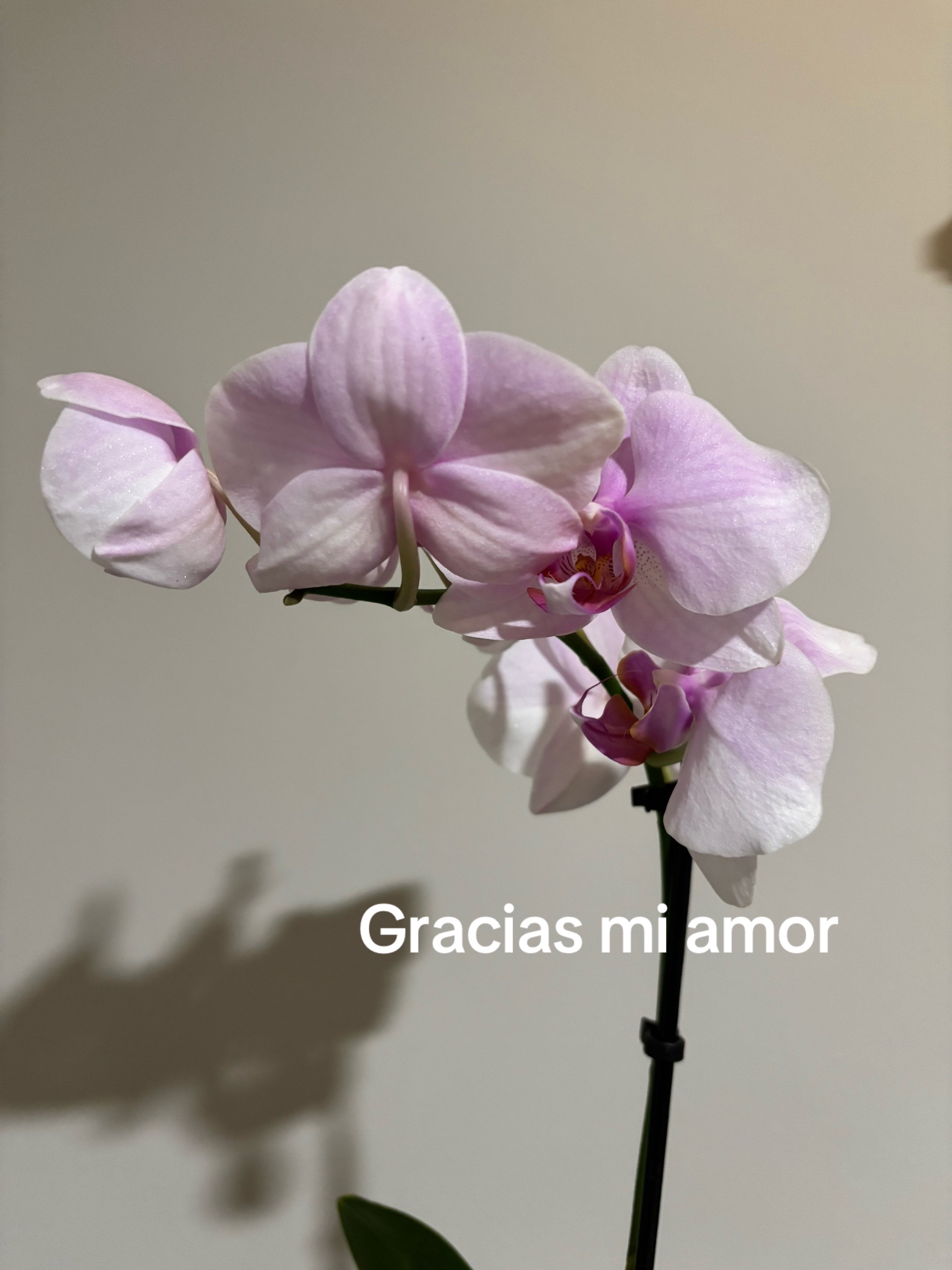 @Abi