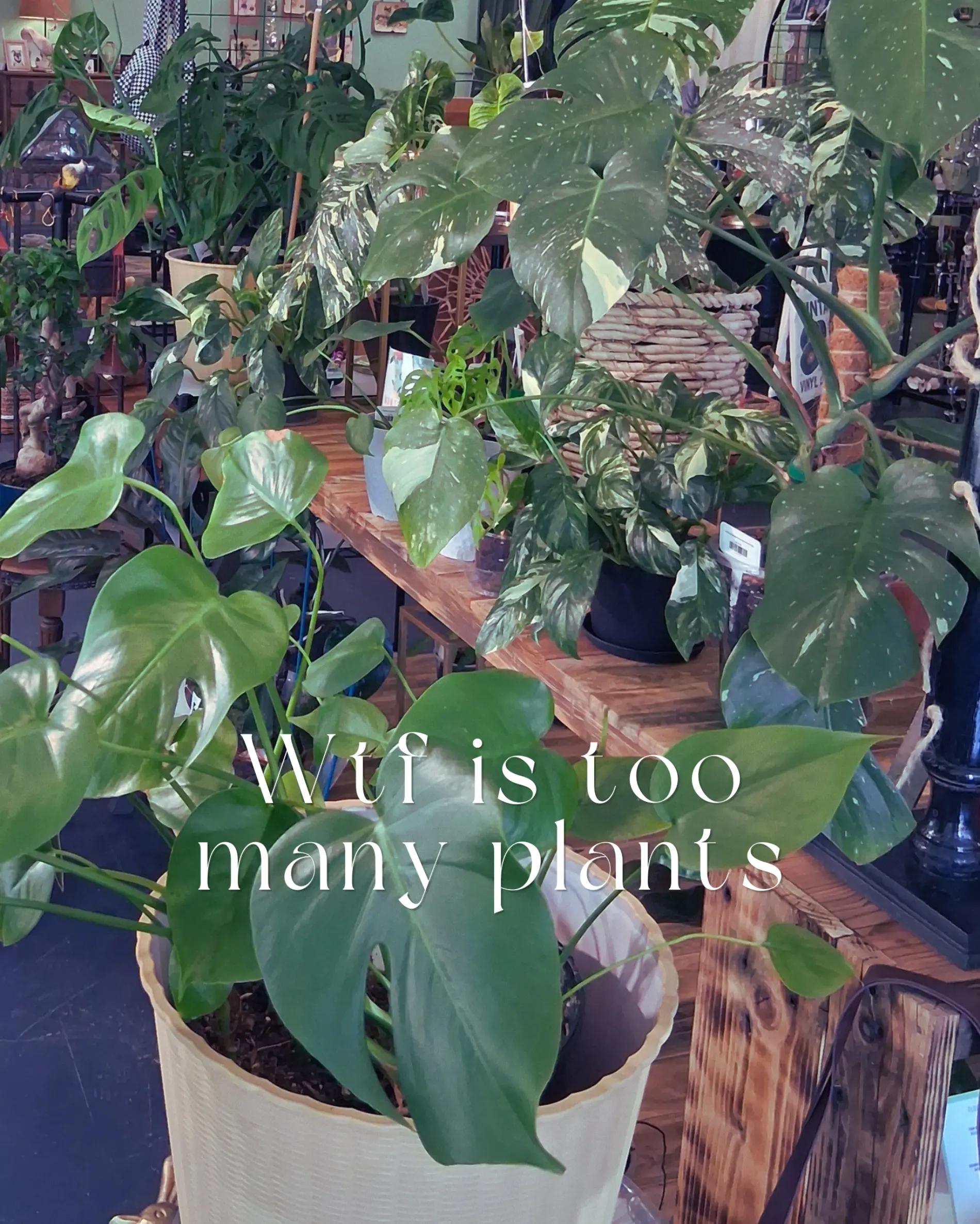 @Jungle Relics