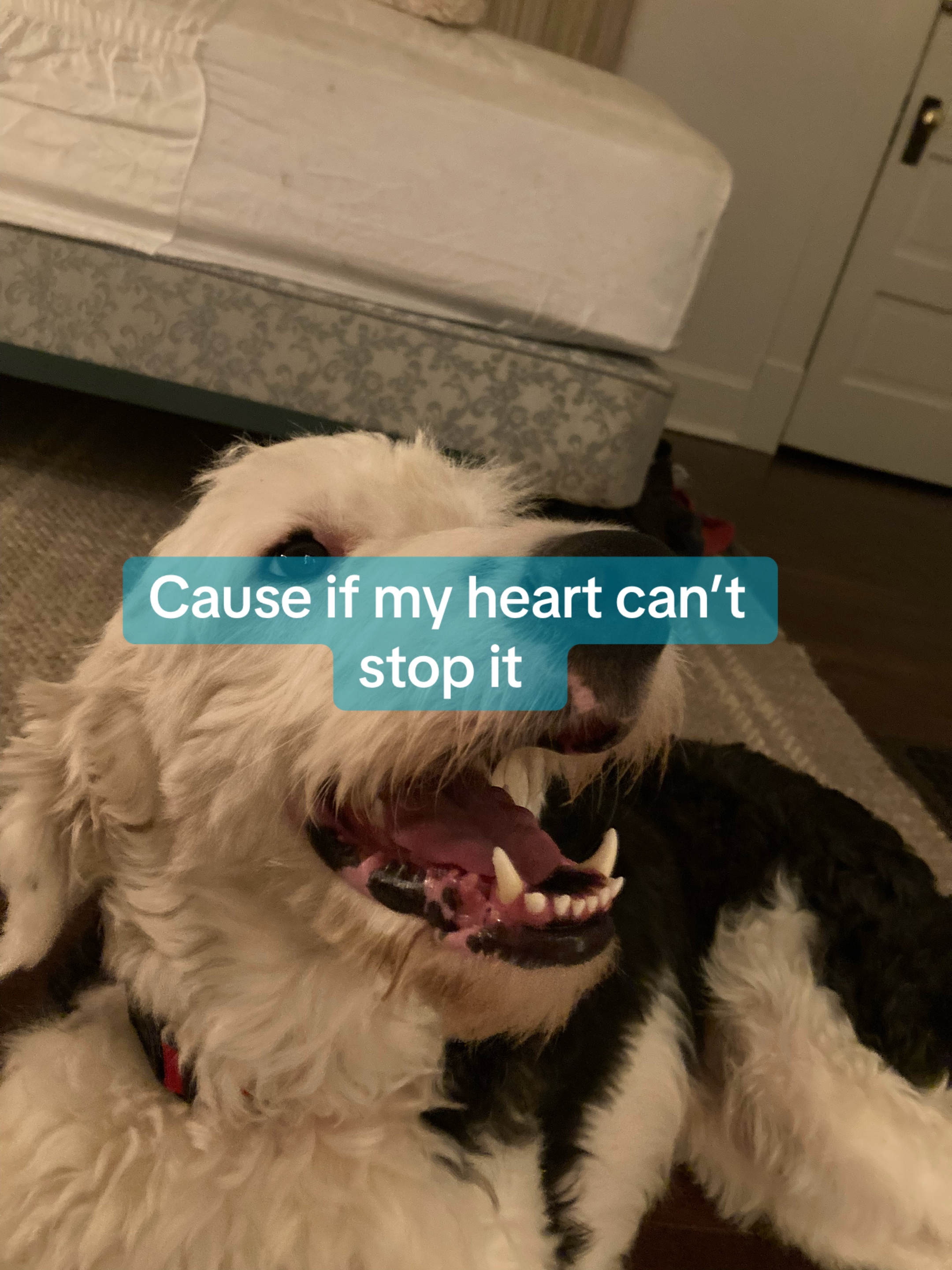 @๐ ๐ป๐ถ๐๐๐ โ๏ธ