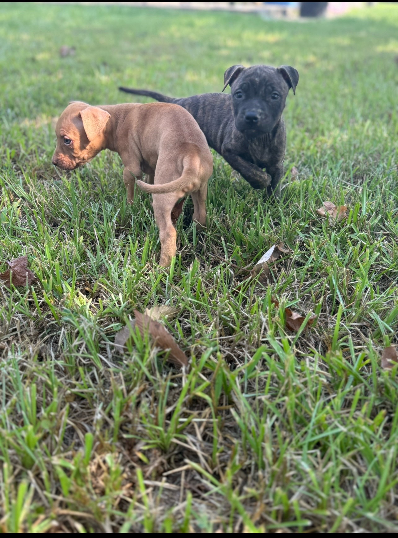 @Big Bookie Kennels